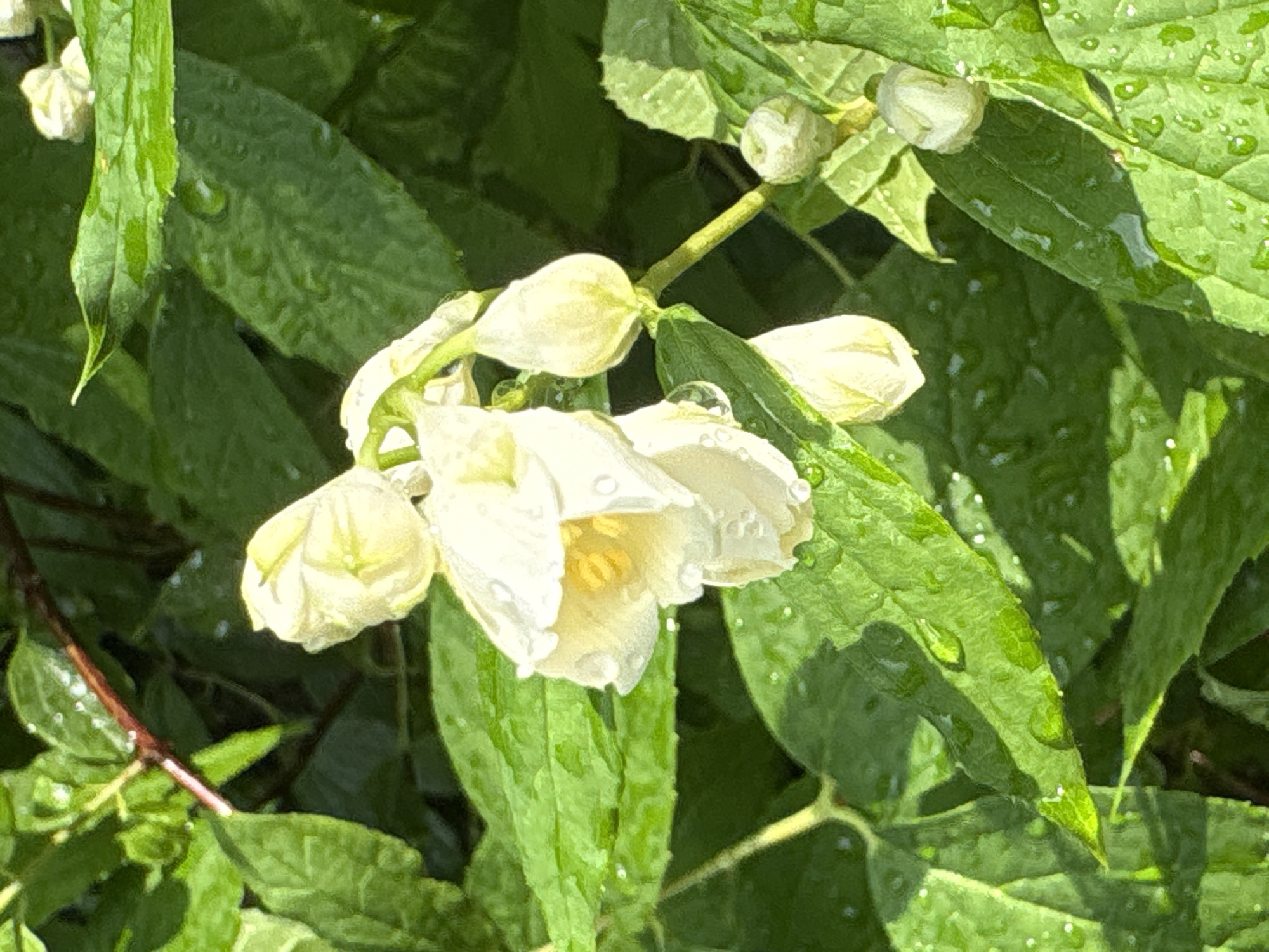 The image shows a close-up of a flowering plant, likely jasmine, with white, bell-shaped flowers and green leaves. Water droplets are visible on the petals and leaves, suggesting it may have recently rained or been watered. Several flower buds are also present, some tightly closed and others partially open. The background is a blur of darker green foliage. The scene appears to be outdoors, in a garden setting. There are no people or animals visible in the image. The lighting suggests it is daytime, with sunlight dappling through the leaves.
No specific location in Saint Petersburg, Russia can be determined from the image alone.