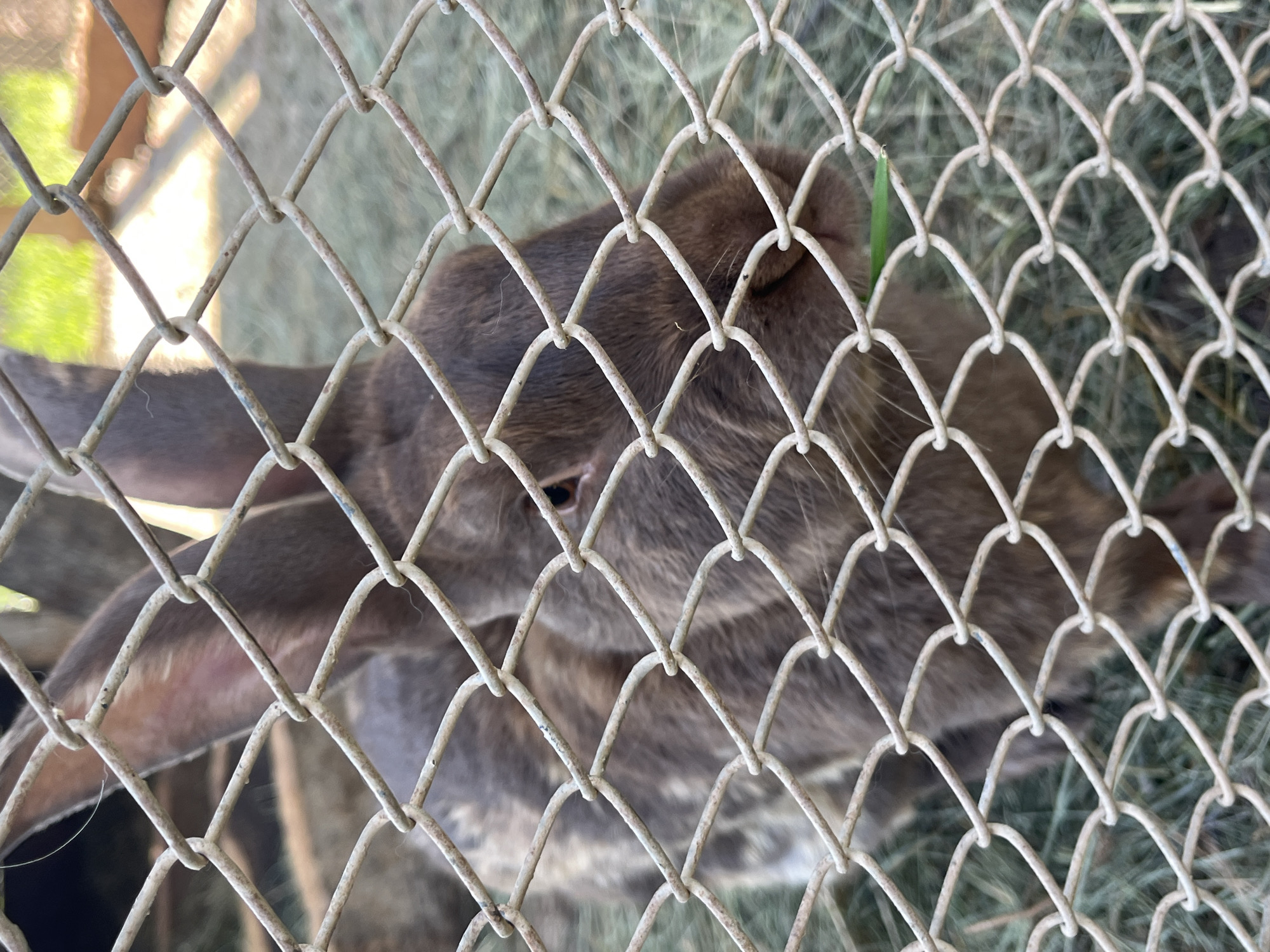The image shows a close-up, eye-level view of a brown rabbit behind a chain-link fence. The rabbit is facing the camera and appears to be eating a blade of green grass. Its fur is a mix of brown and grey, with some lighter patches on its body. The rabbit's eyes are visible, and its ears are long and erect. The background is out of focus but appears to be an outdoor enclosure with hay or straw on the ground and some green vegetation. The fence in the foreground is weathered and has some rust spots. The lighting suggests it is daytime. There are no people visible in the image. The image does not provide any information about the location in the city of Gorna Malina, Bulgaria.