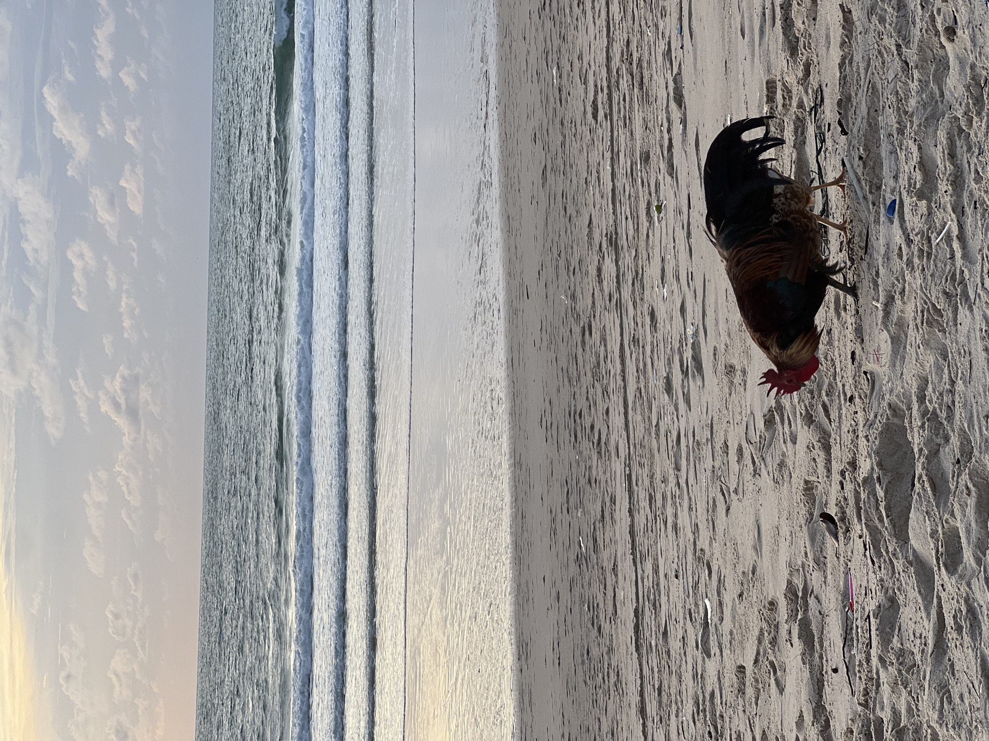 A rooster is walking on a sandy beach near the ocean. The rooster is brown and black with a red comb and wattle. It is facing to the left and appears to be pecking at the sand. The beach is mostly empty, with some small debris scattered on the sand. The ocean is calm with small waves, and the sky is overcast with some clouds. The scene appears to be in the city of Choeng Thale, Thailand.