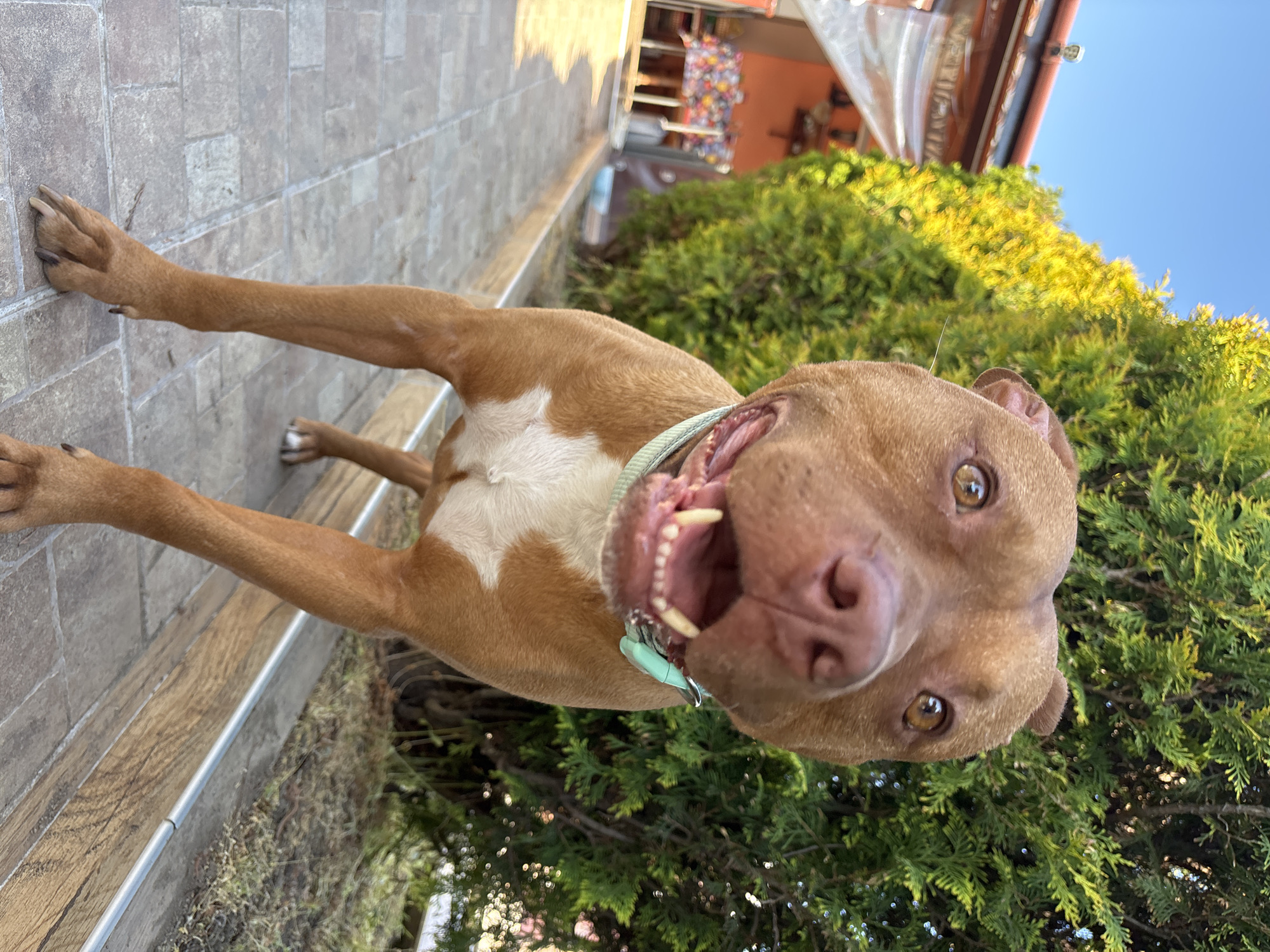 A brown and white dog with a light blue collar stands on a tiled walkway, possibly outdoors. The dog is facing the camera with its mouth open, revealing its teeth. The background features green bushes, a building, and a clear blue sky. The location might be in Lom, Bulgaria.