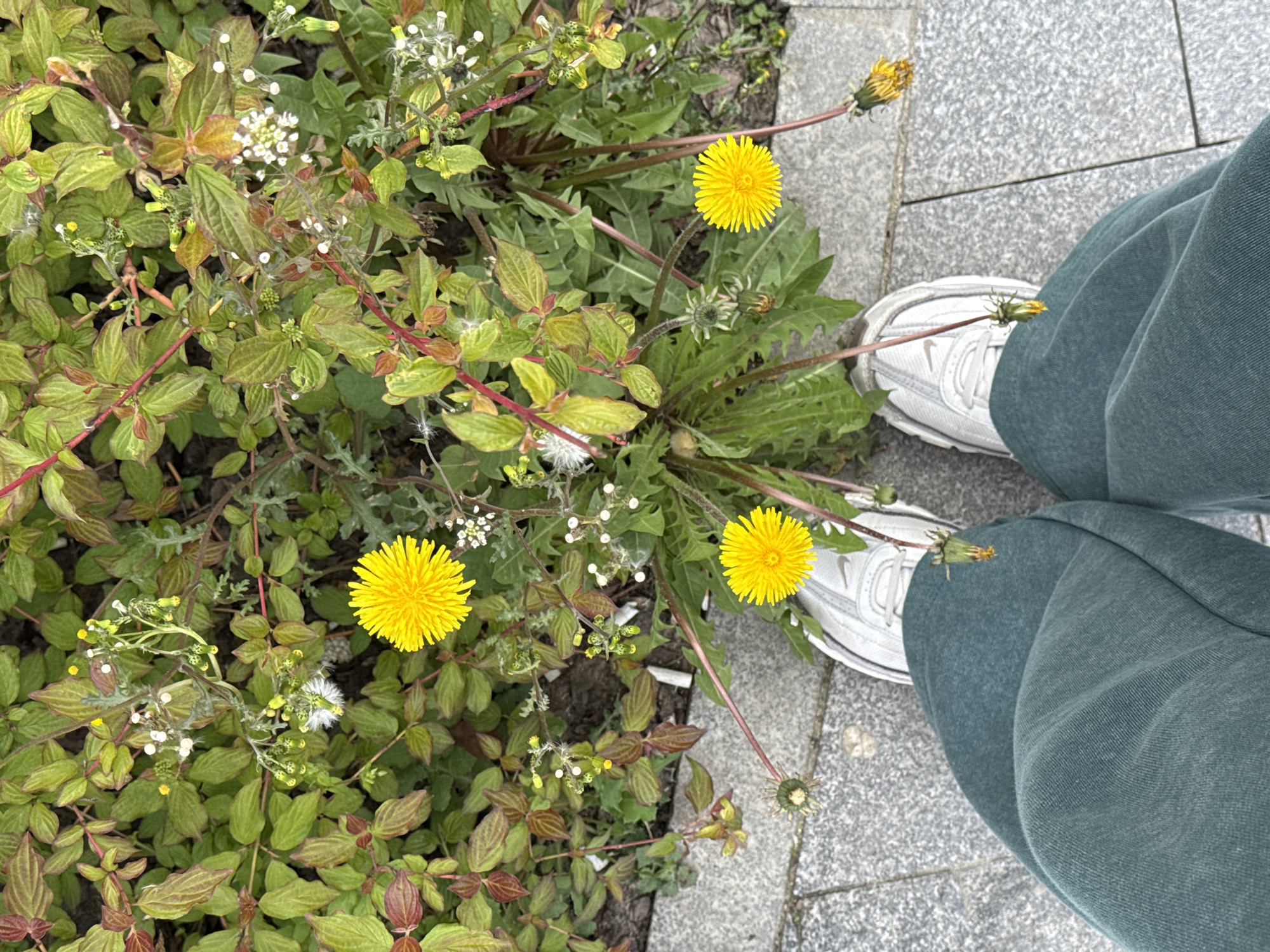 The image shows a partial view of a person standing on a paved surface next to a patch of vegetation. The person is wearing white sneakers and dark green sweatpants. The vegetation consists of a mix of leafy plants and dandelions, some with yellow flowers and others with closed buds or seed heads. The location appears to be outdoors, possibly in a park or on the edge of a sidewalk. Based on the presence of dandelions and the style of paving, the location could potentially be in Belgrade, Serbia, but this cannot be definitively confirmed from the image alone.