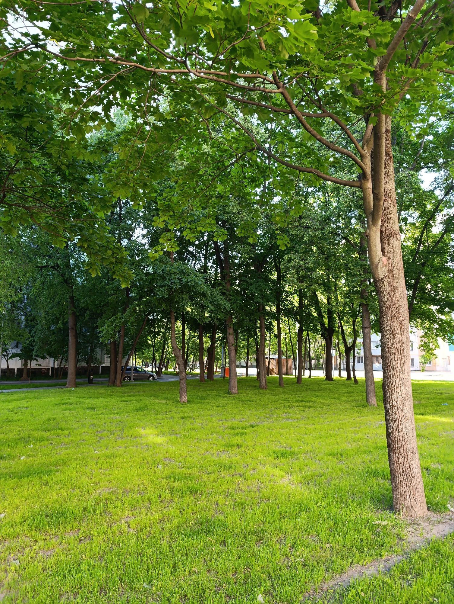 This vertical outdoor image depicts an urban green space during daylight hours, located in Moscow, Russia. The foreground and midground are dominated by a vibrant, lush green lawn, which exhibits areas of both direct sunlight and dappled shade. A prominent deciduous tree with a thick, textured light brown trunk stands on the right side of the foreground, partially cropped at the bottom.
Numerous other deciduous trees, varying in trunk thickness from slender to medium, are distributed across the midground. These trees possess full canopies of bright green leaves, through which natural sunlight filters, creating distinct patterns of light and shadow on the grass below. The sky, appearing pale blue or light grey, is visible in sections through the dense foliage at the top of the frame.
In the background, a paved road or pathway is visible, running horizontally across the scene. A dark-colored sedan is parked on the left side of this road, partially obscured by the surrounding tree trunks. Further beyond the road, several multi-story urban buildings are discernible through the gaps in the tree line. These structures feature light-colored facades and visible windows, consistent with residential or mixed-use architecture typical of a city environment. No individuals or animals are present in the scene, and no discernible motion is indicated.