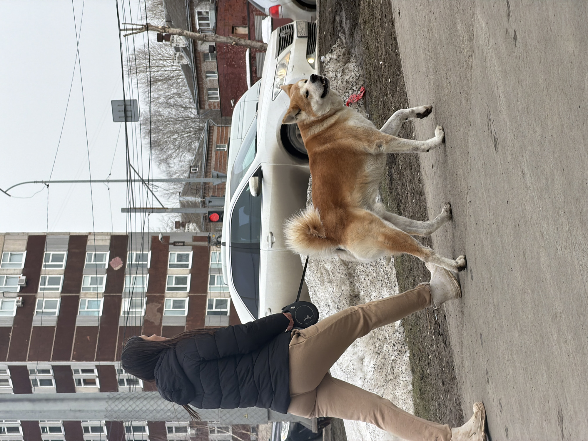 The image depicts an urban street scene in Perm, Russia, under an overcast sky, indicating cool weather with remnants of snow.
A female individual, viewed from the back and right side, walks rightward on a paved sidewalk. She wears a black puffer jacket, light brown sweatpants, and light-colored, dirt-splattered boots. Her long, dark hair is visible. In her right hand, she holds a black retractable leash attached to a dog.
The dog, a cream and tan Akita or similar Spitz-type breed, walks ahead of the woman, also moving rightward. It has a distinctive curled tail and wears a red collar or harness, with a small red object visible near its neck. The dog's mouth is slightly open, and its gaze is directed forward and slightly right.
The immediate ground consists of a grey paved surface, partially covered with dirty, melting snow and patches of dark soil/mud. To the right of the sidewalk, a white Toyota Camry sedan is stopped or parked on a road, facing right. Its license plate, E554TT 59, is partially visible. A red traffic light is illuminated on the left side of the frame. Utility poles, overhead wires, and a streetlamp are present.
In the background, on the left, stands a multi-story brown apartment building with numerous white-framed windows and visible air conditioning units. Some brown exterior panels show wear and discoloration, including a pinkish patch on one panel. To the right, older, smaller brick buildings with pitched roofs are visible, interspersed with bare deciduous trees. A rectangular grey road sign hangs high in the background.
