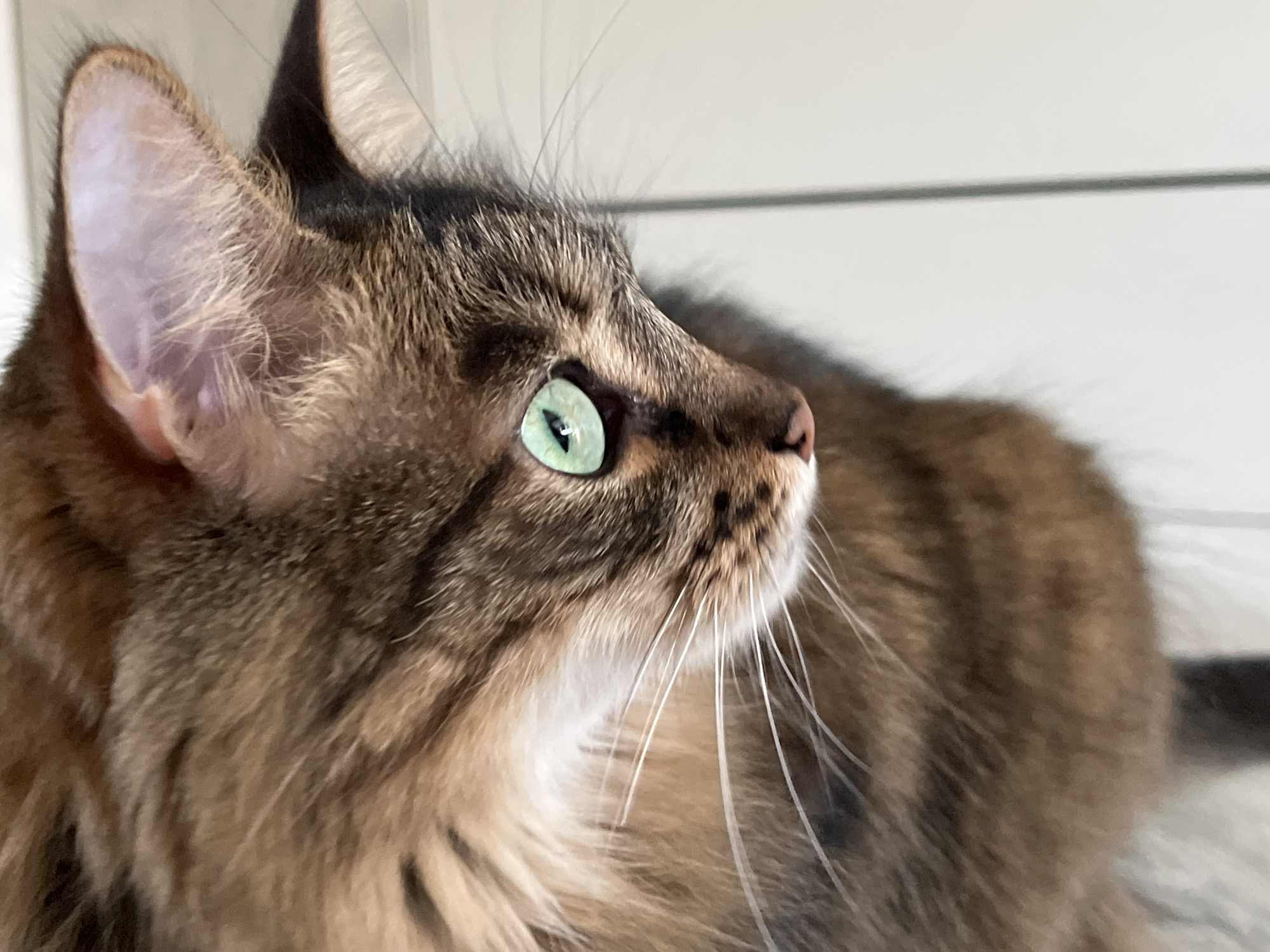 This is a close-up, horizontal, medium shot of a tabby cat's face and upper body. The cat is looking to the right of the frame with its bright green eyes wide open. Its fur is a mix of brown, black, and tan stripes. The background is a light-colored, textured wall with two horizontal lines. The lighting appears to be natural, suggesting daytime. There is no text visible in the image. The cat's expression is alert and curious.