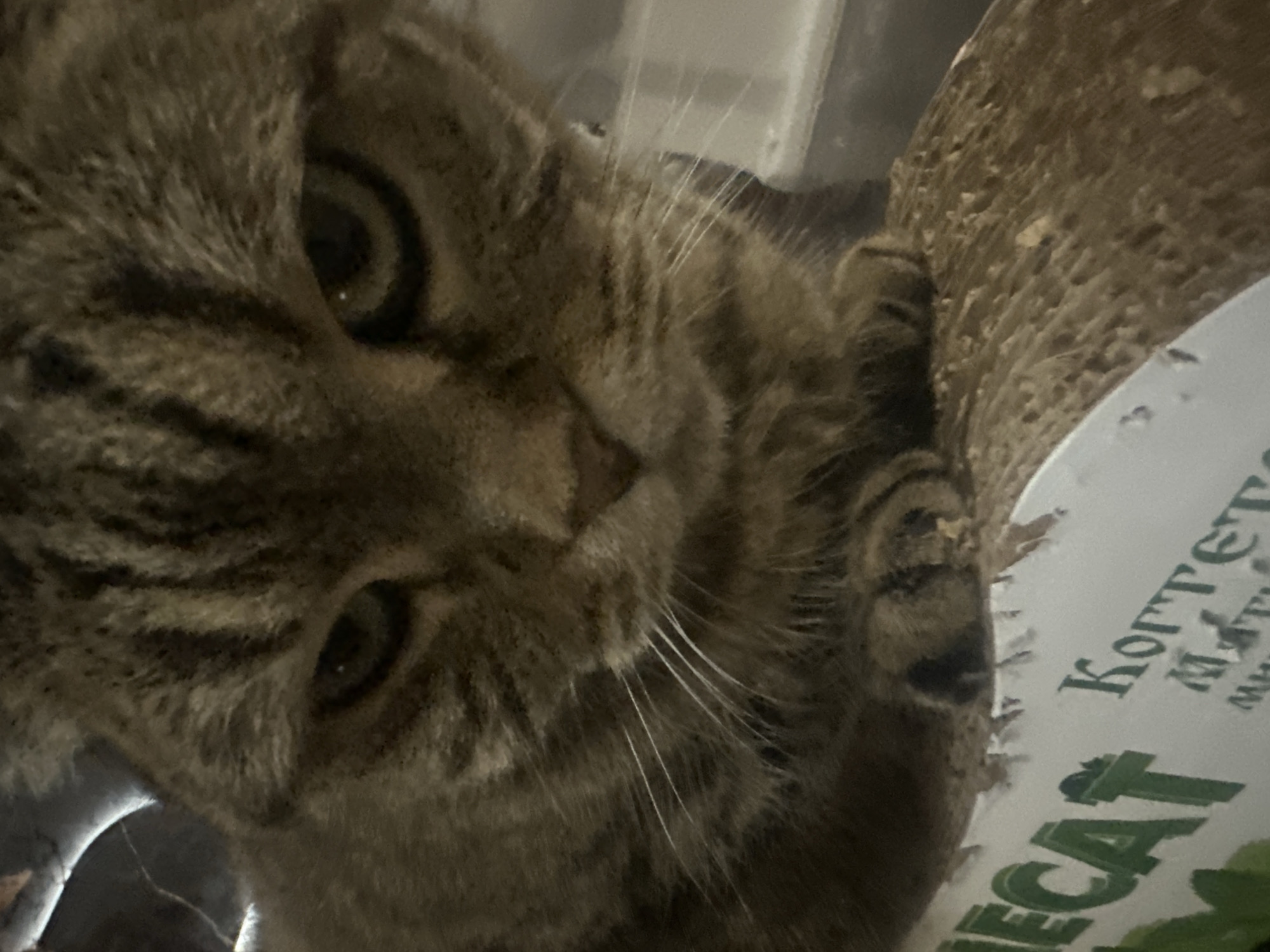 A close-up, low-angle shot shows the face of a tabby cat with green eyes and a serious expression. The cat is resting on what appears to be a scratching post, with a portion of a white cardboard box visible at the bottom of the frame. The box has green lettering, part of which reads "ECAT" and some unidentifiable Russian text. The cat's paws are visible resting on the scratching post. The lighting is dim, with a bright light source illuminating the cat's face from above and slightly to the left. The background is dark and out of focus. There is no indication of the location being in the city of Virki, Russia.