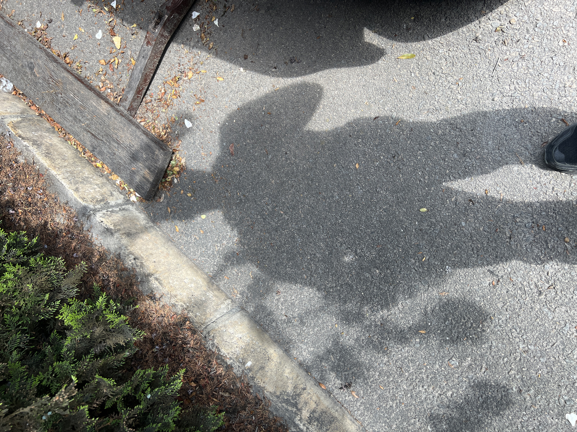 The image shows a section of paved ground adjacent to a curb and a planting bed filled with evergreen shrubbery. A wooden plank and fragments of a wooden structure rest near the curb. A portion of a car and a person's foot are visible at the top and right side of the image, casting shadows on the pavement. The ground is littered with leaves and small pieces of debris. The location is likely an urban street in Varna, Bulgaria, although without more context, the exact location cannot be determined.