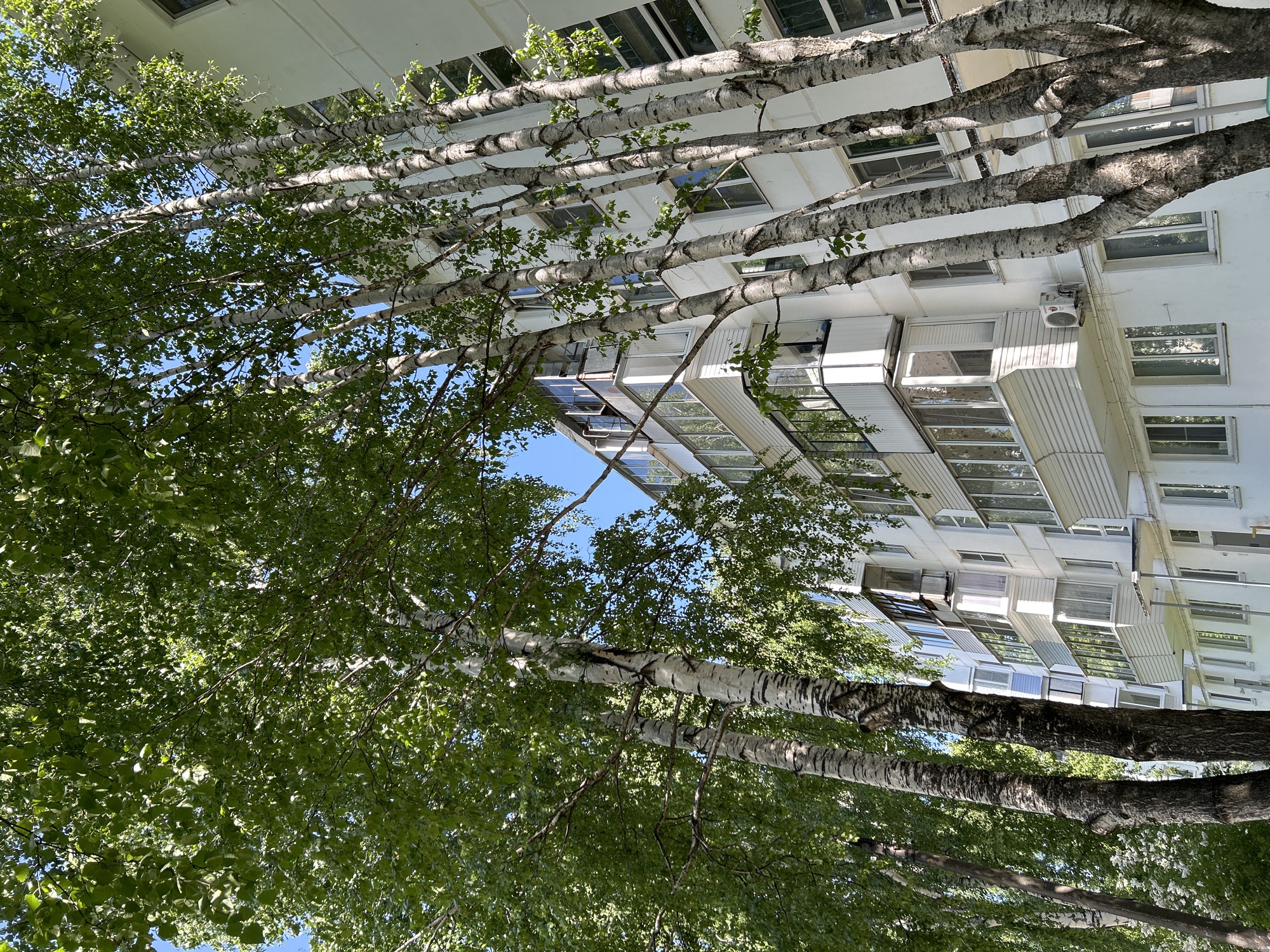 The image, taken in Chaikovsky, Russia, shows a low-angle view of a white, multi-story apartment building through the canopy of birch trees. The building features rows of windows and enclosed balconies. The sky is visible in small patches through the leaves. The birch trees have distinctive white bark with black markings.
