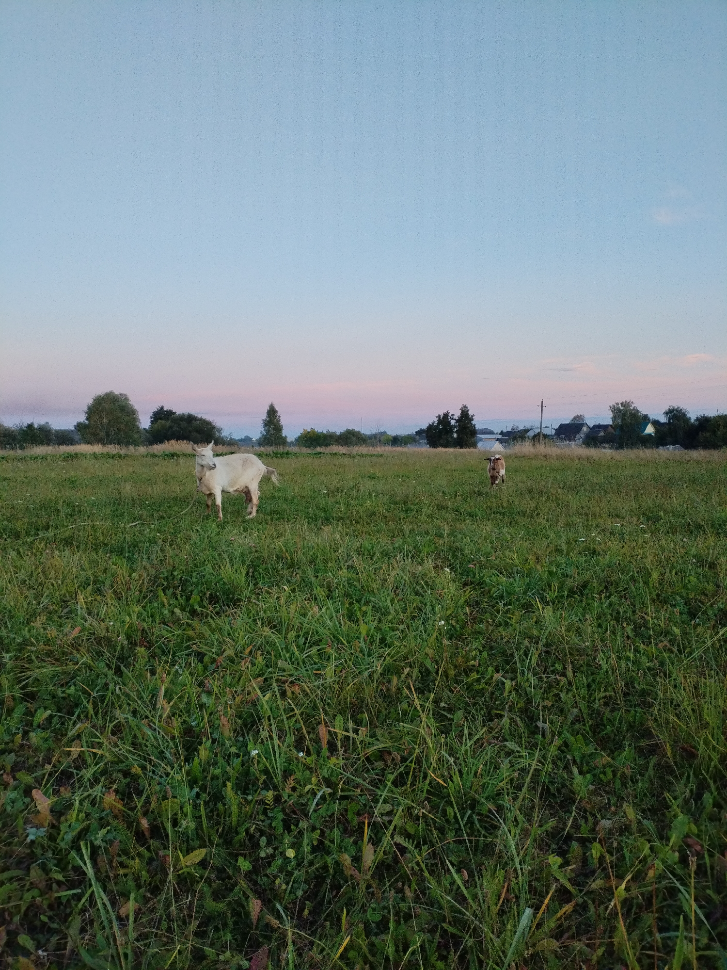 A landscape photograph depicts a grassy field with two goats and a few scattered trees in the distance under a twilight sky. A white goat stands in the foreground, facing left, with its head turned towards the camera. Further back, a brown and white goat stands in profile, facing right. The field is covered in green grass and some wildflowers. In the background, a line of trees and some houses can be seen, suggesting a rural or semi-rural setting. The sky is a gradient of pale blue at the top, transitioning to soft pink and purple hues near the horizon, indicative of sunset or sunrise. The location is specified as Bialynichy, Belarus.