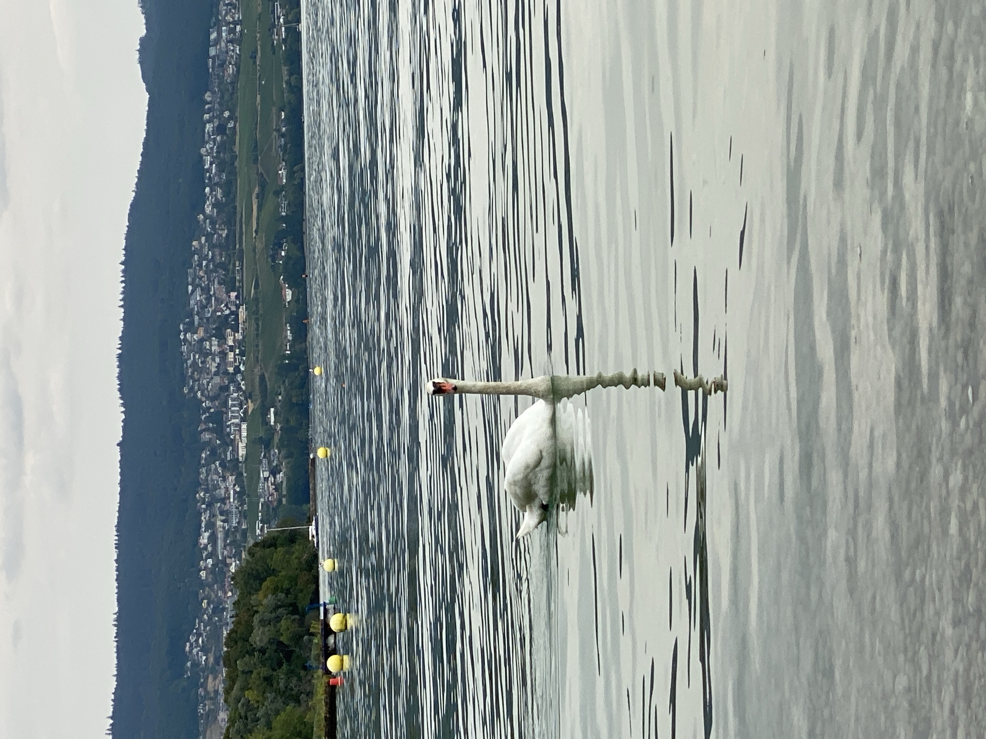 A swan swims on a lake in Cortaillod, Switzerland. The swan is white and is facing the camera. The water is rippled and reflects the swan's body. In the background, there is a shoreline with trees and buildings, and a hill covered in trees. There are yellow buoys in the water. The sky is overcast.