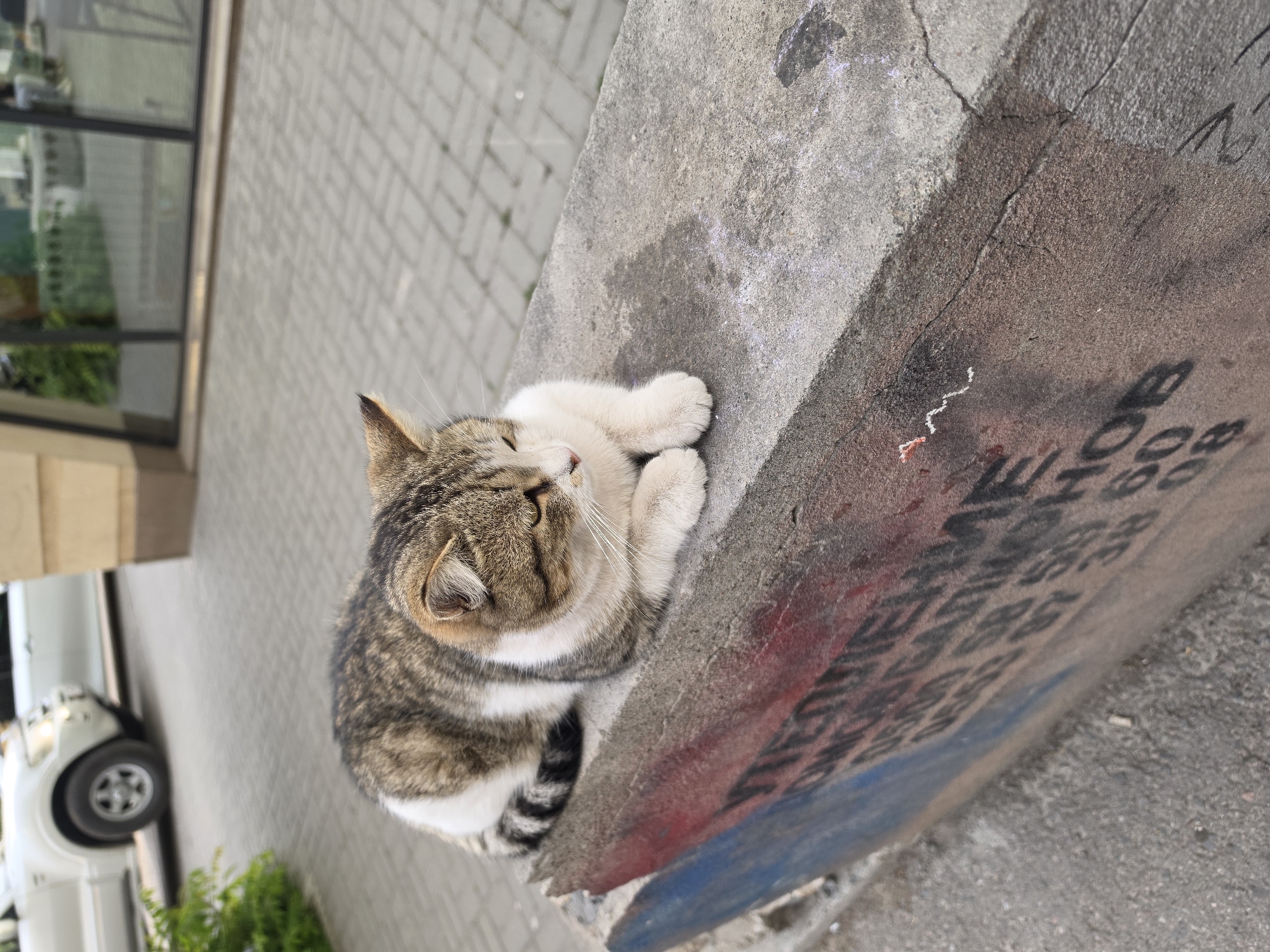 A tabby cat with white paws and belly is curled up on top of a concrete structure with faded graffiti, next to a building with a window and brick walkway, in what appears to be a street scene in Bishkek City, Kyrgyzstan. A white vehicle is partially visible in the background.