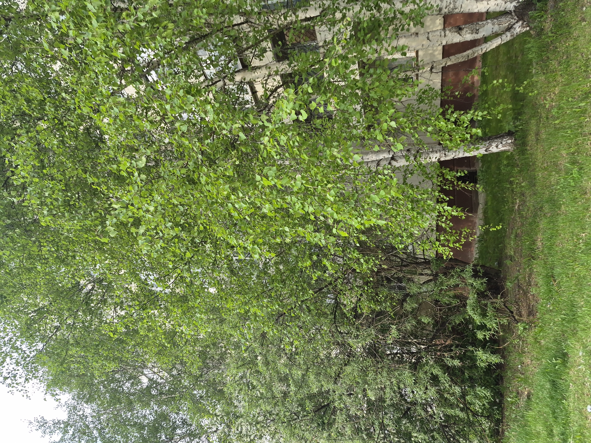 A ground-level, medium shot depicts several birch trees with green leaves, partially obscuring a building with light-colored walls and dark-colored accents. The base of the building appears to be partially buried in the ground. Green grass covers the ground to the right of the building. The scene is located in Tobolsk, Russia.