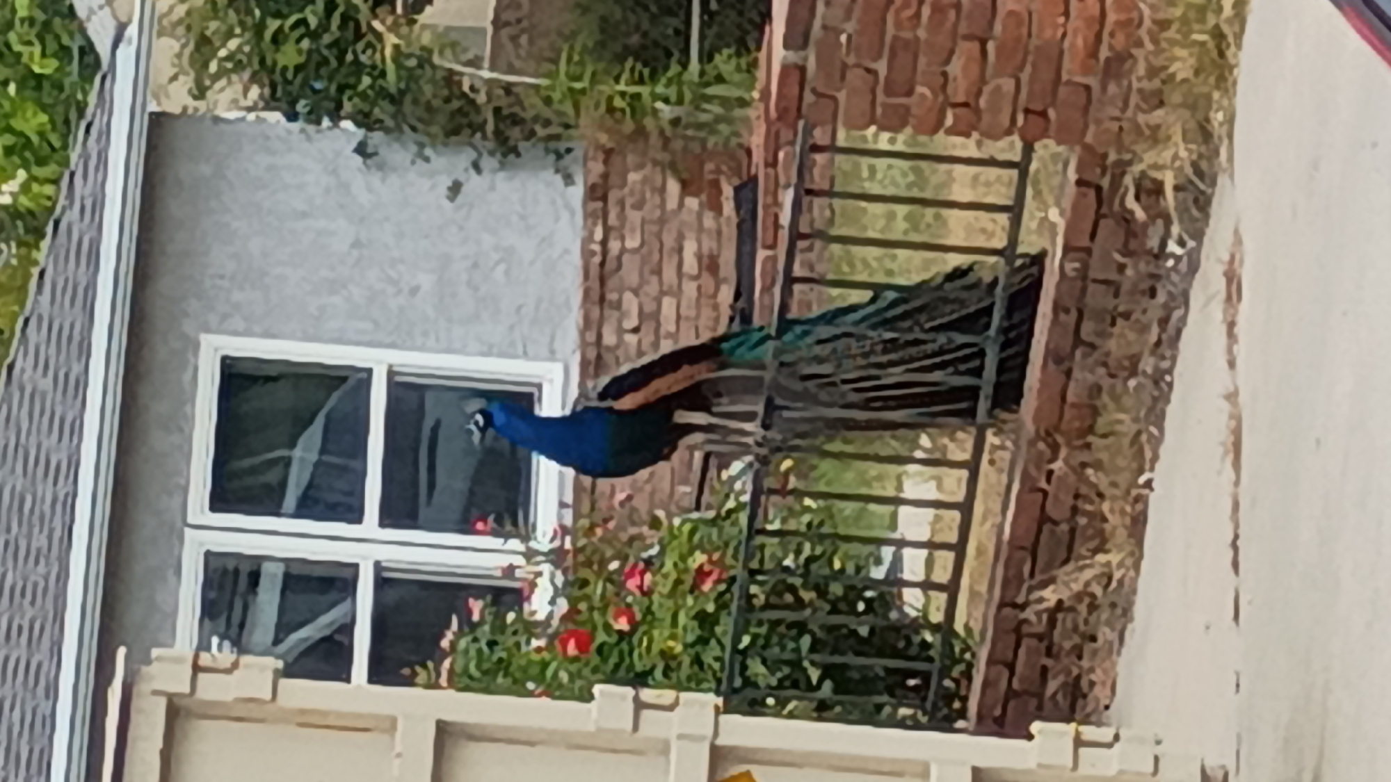 A peacock sits on a fire escape outside a brick building in the city of Los Angeles. It is adjacent to a grey building with a double-paned window with red flowers below.