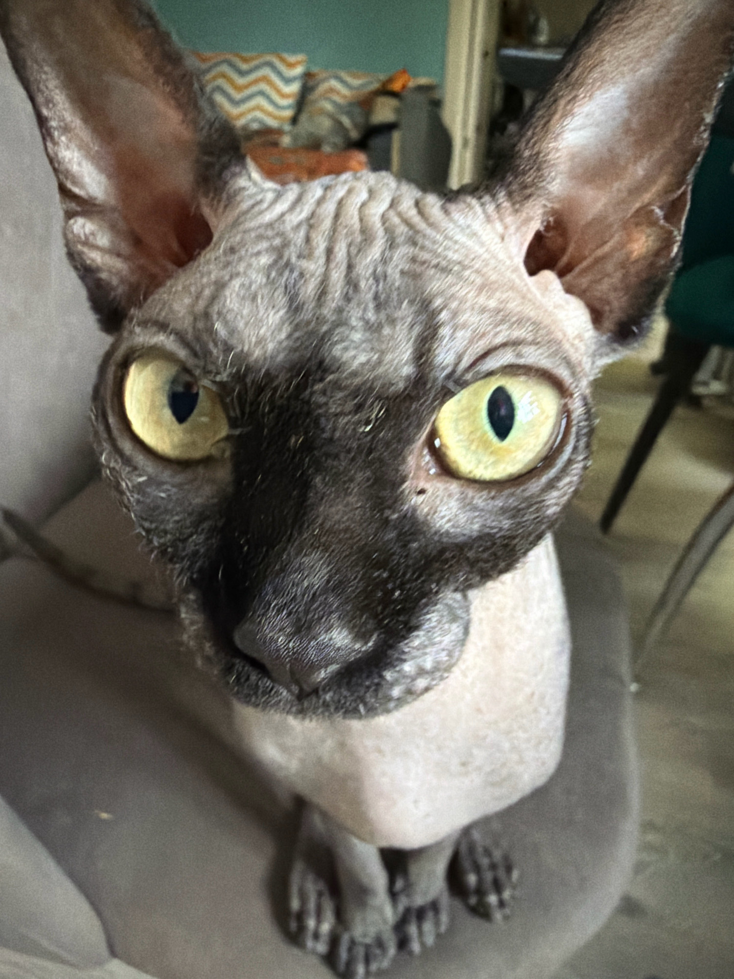 A close-up, high-angle shot shows a Sphynx cat sitting on a grey upholstered surface, likely a chair or sofa. The cat is positioned centrally and faces the camera directly with its large, bright yellow eyes open. Its skin has characteristic wrinkles and a greyish-brown tabby pattern on its face, ears, and the top of its head. The background is out of focus but reveals a wall with a zig-zag patterned pillow and a hint of furniture, suggesting an indoor domestic setting. The lighting appears to be natural, casting subtle shadows on the cat's face. No specific location in Arkhangelsk, Russia, can be identified from the image.