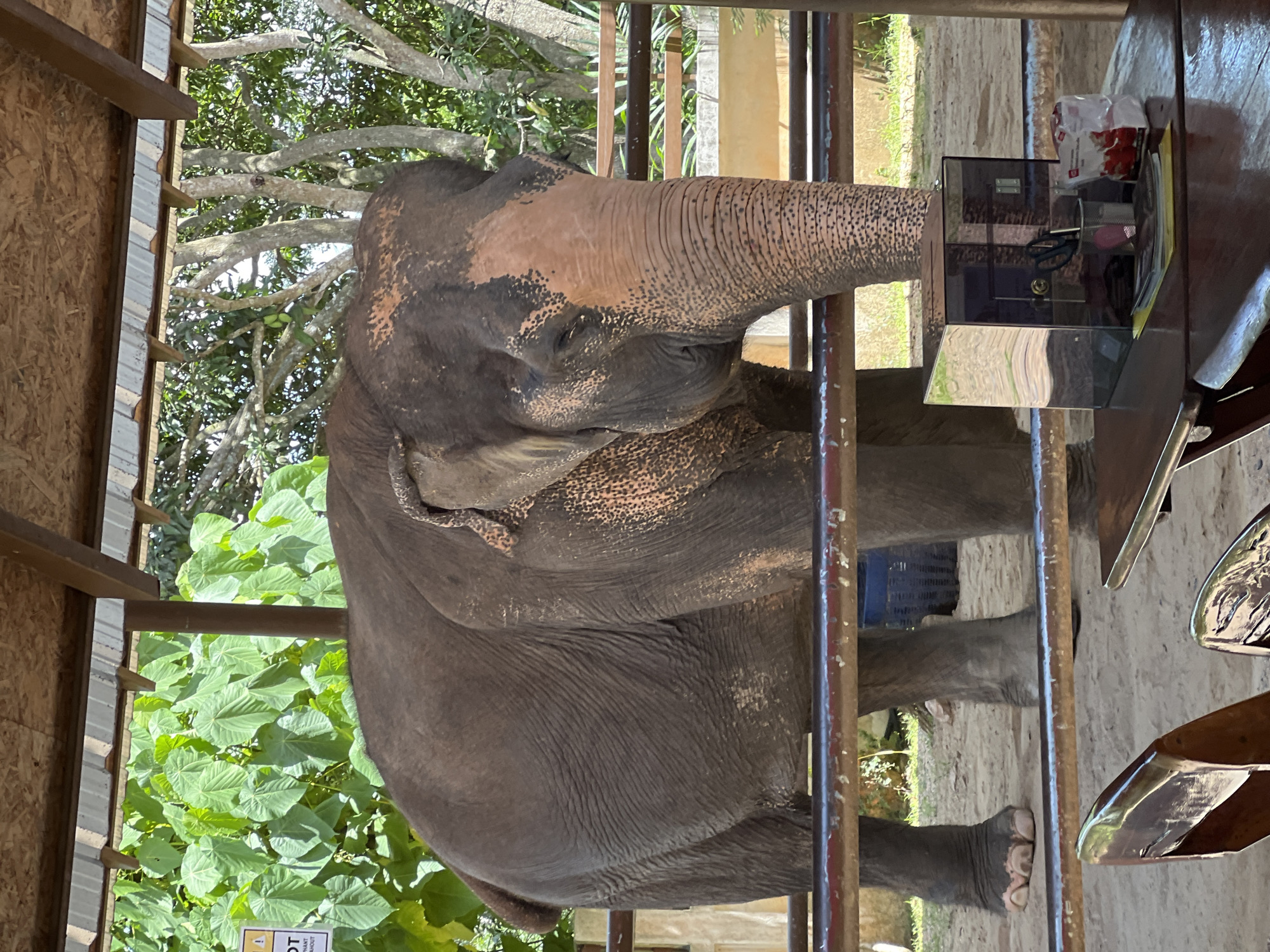 An adult Asian elephant is positioned within a fenced enclosure, viewed from the waist up. The elephant's skin is a dark gray, with lighter, reddish-brown patches visible on its face and ears, consistent with mud or dust application. Its eyes are closed, and its trunk is lowered. The enclosure features wooden posts and railings, behind which a sandy ground is visible. In the background, lush green foliage from trees and bushes surrounds the scene, suggesting an outdoor environment. To the right of the elephant, a portion of a wooden table is present, holding a clear glass donation box, a container with scissors and pens, and a packet of tissues. Two wooden chairs are partially visible in the foreground. The scene appears to be set in an elephant sanctuary or a similar tourist-oriented location, likely in Baan Thurian, Thailand, given the context.