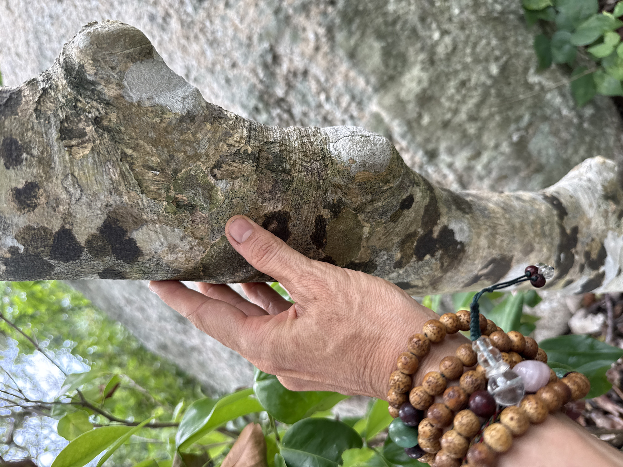 In the foreground of this image, a person's left hand with several beaded bracelets is touching the trunk of a tree. The tree trunk is rough and textured, with patches of dark and light gray lichen or moss. The bracelets are made of natural wood beads, with a few larger beads in shades of green, purple, and pink, and a clear glass pendant. In the background, out of focus, are green leaves and a large, light-colored rock. The scene appears to be outdoors, possibly in a natural or garden setting. The location is identified as Tambon Koh Phangan, Thailand.