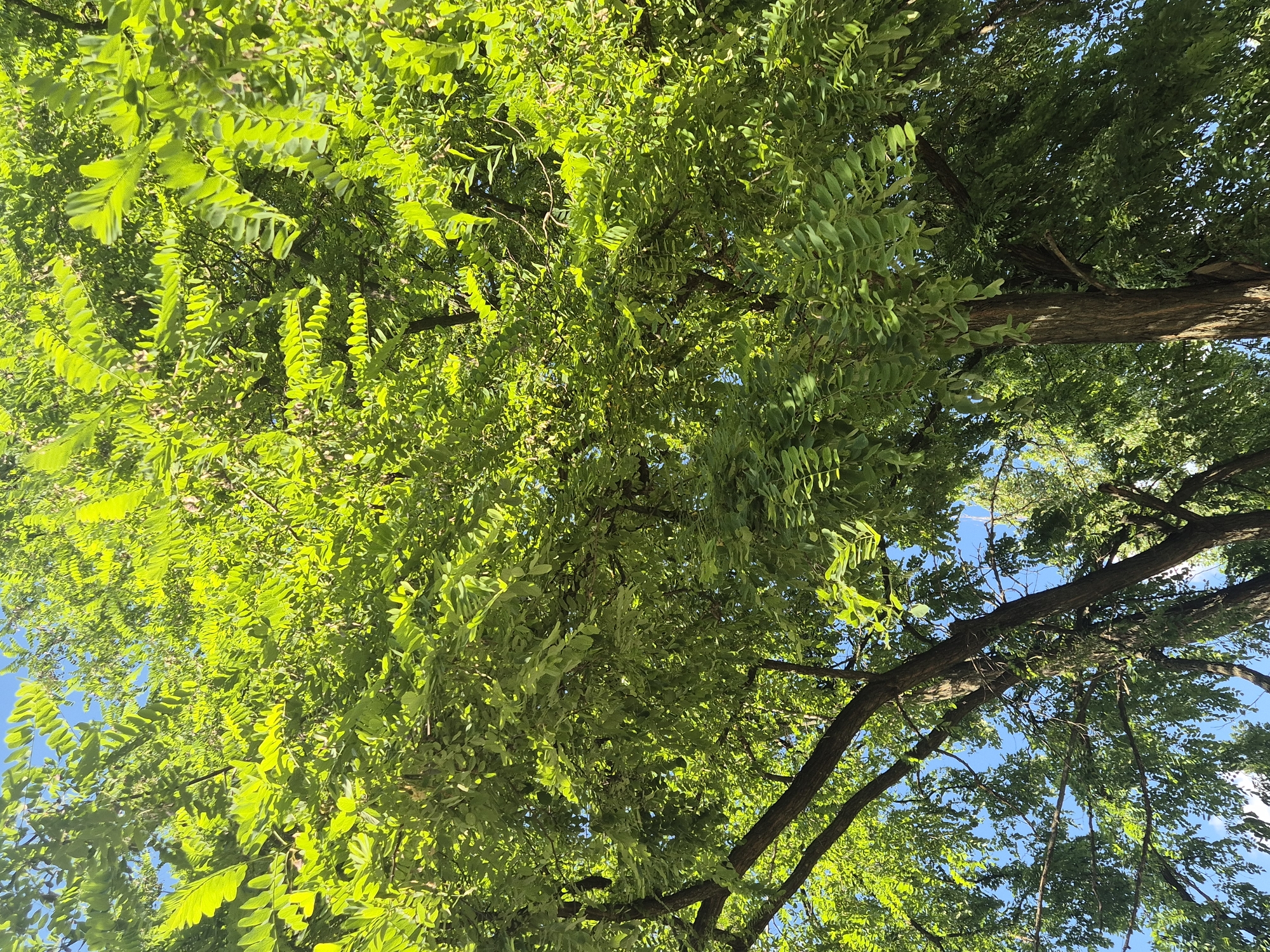 An upward perspective shot captures the lush green canopy of a tree in Sozonivka, Ukraine, against a clear blue sky. The leaves are vibrant and varied in their positioning, with some catching the sunlight and appearing almost luminous. The branches, some thick and dark and others thinner and lighter, crisscross the frame, providing structure to the leafy expanse. In the lower portion of the image, parts of tree trunks are visible, their bark textured and rough, suggesting maturity. The overall impression is one of natural abundance and serene daytime conditions.