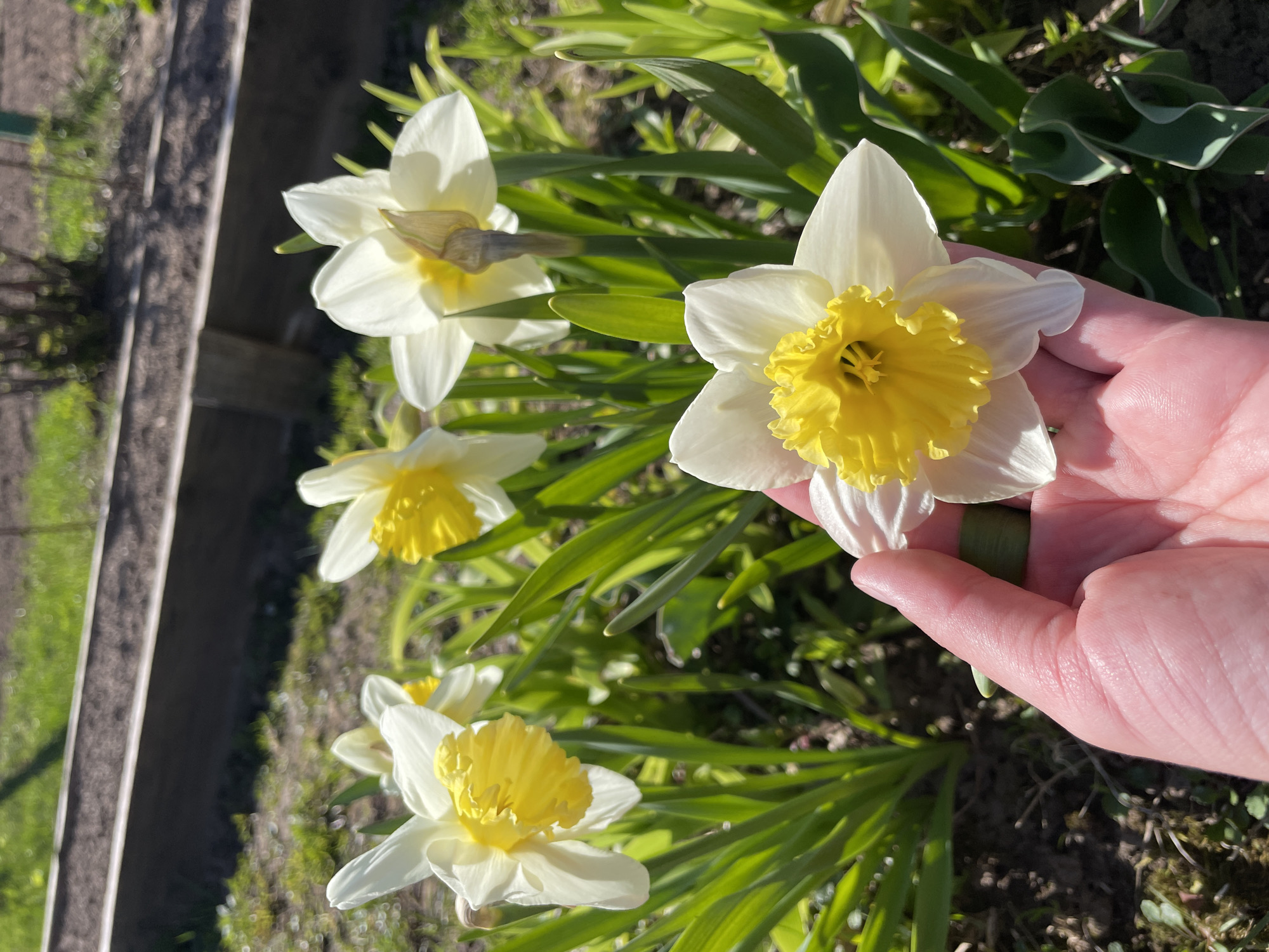The image shows a hand holding a white and yellow daffodil flower in a garden. There are several other similar flowers in the background, surrounded by green foliage. In the distance, a wooden planter and a grassy area are visible. The exact location in Chaikovsky, Russia cannot be determined from the image.