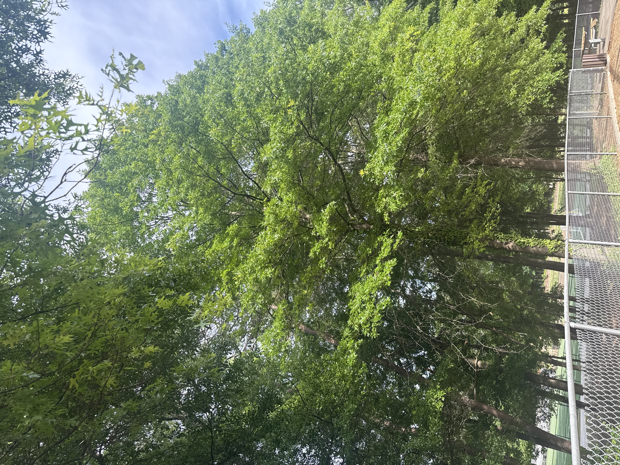 The image shows a view looking up into a canopy of trees. The leaves are mostly green, with some lighter green hues suggesting new growth or sunlight filtering through. The branches are visible, creating a dense network against a background of the sky, which is partially obscured by the foliage. A chain-link fence runs along the right side of the image. The location is likely in Mountain Park, United States of America, based on the prompt. The scene is still and suggests a natural environment within or adjacent to a residential or recreational area.