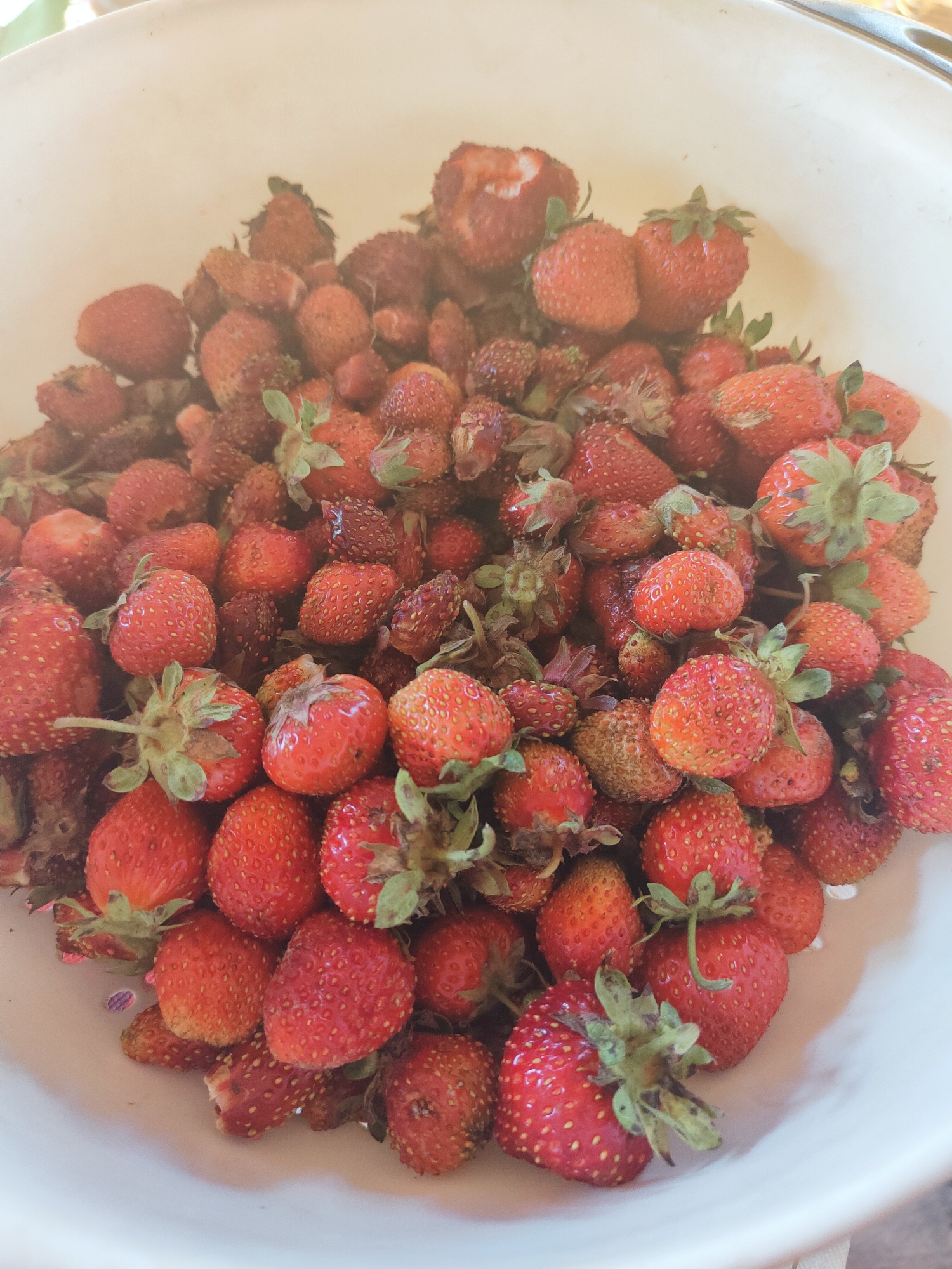 This image shows a white bowl filled with a large quantity of ripe, red strawberries. The strawberries vary in size and shape, with some being plump and round while others are smaller and more elongated. Many of the strawberries have their green stems and leaves still attached. The lighting suggests it is daytime, and the scene appears to be indoors or in a shaded outdoor area, possibly a kitchen or garden. The bowl is slightly tilted, allowing a view of the abundance of fruit within. Some strawberries show signs of being recently picked, with minor imperfections or dirt. There is no visible text in the image. The overall impression is one of a fresh harvest, likely prepared for consumption or preservation. Given the location context of Talitsa, Russia, this image might represent a common summertime harvest of wild or garden strawberries in the region.
