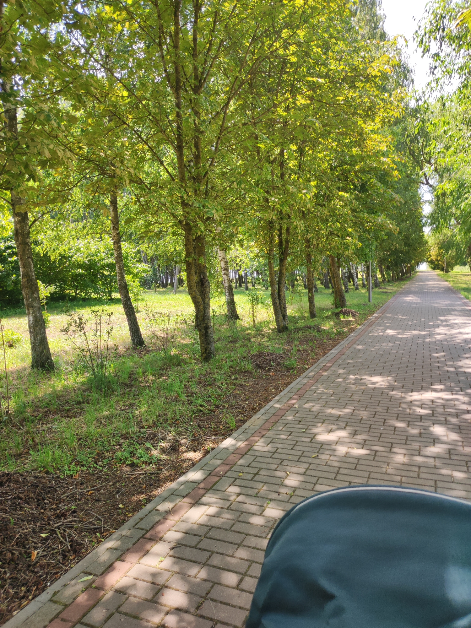 A paved walkway lined with trees stretches into the distance. The walkway is constructed of rectangular pavers in shades of grey and red, with sunlight dappling the surface through the leaves. To the left of the walkway is a grassy area with several trees featuring slender, light-colored trunks and green foliage. The trees create a canopy, casting shadows on the path. Further in the background, more trees and greenery are visible. The scene appears to be a park or a tree-lined path in a rural or suburban area. The time of day is likely daytime, given the bright sunlight and shadows. There is no visible text in the image. The overall impression is one of a peaceful, natural setting on a clear day.