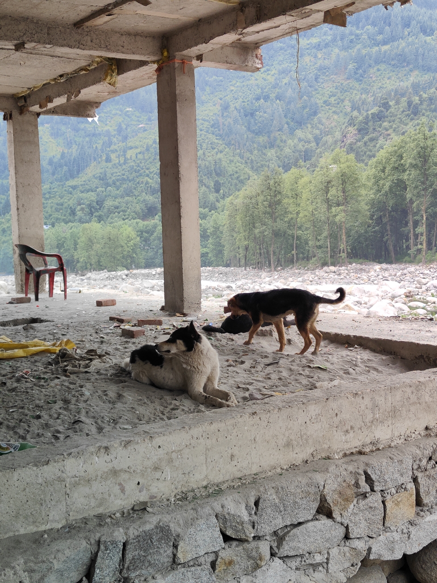 The image depicts an unfinished concrete structure with exposed rebar and unfinished columns. Two dogs are present in the sandy ground within the structure. One dog, predominantly white with black markings, is lying down and looking to the right. The second dog, a darker breed with tan markings, is standing and appears to be holding a dark object in its mouth. In the background, beyond the structure, is a rocky riverbed and a dense forest covering a mountainside. The presence of a red plastic chair and scattered bricks suggests a construction or abandoned site. The backdrop of the mountains and forest indicates a location in a natural, possibly rural or semi-rural area, consistent with Bahang, India, known for its scenic mountainous terrain.
