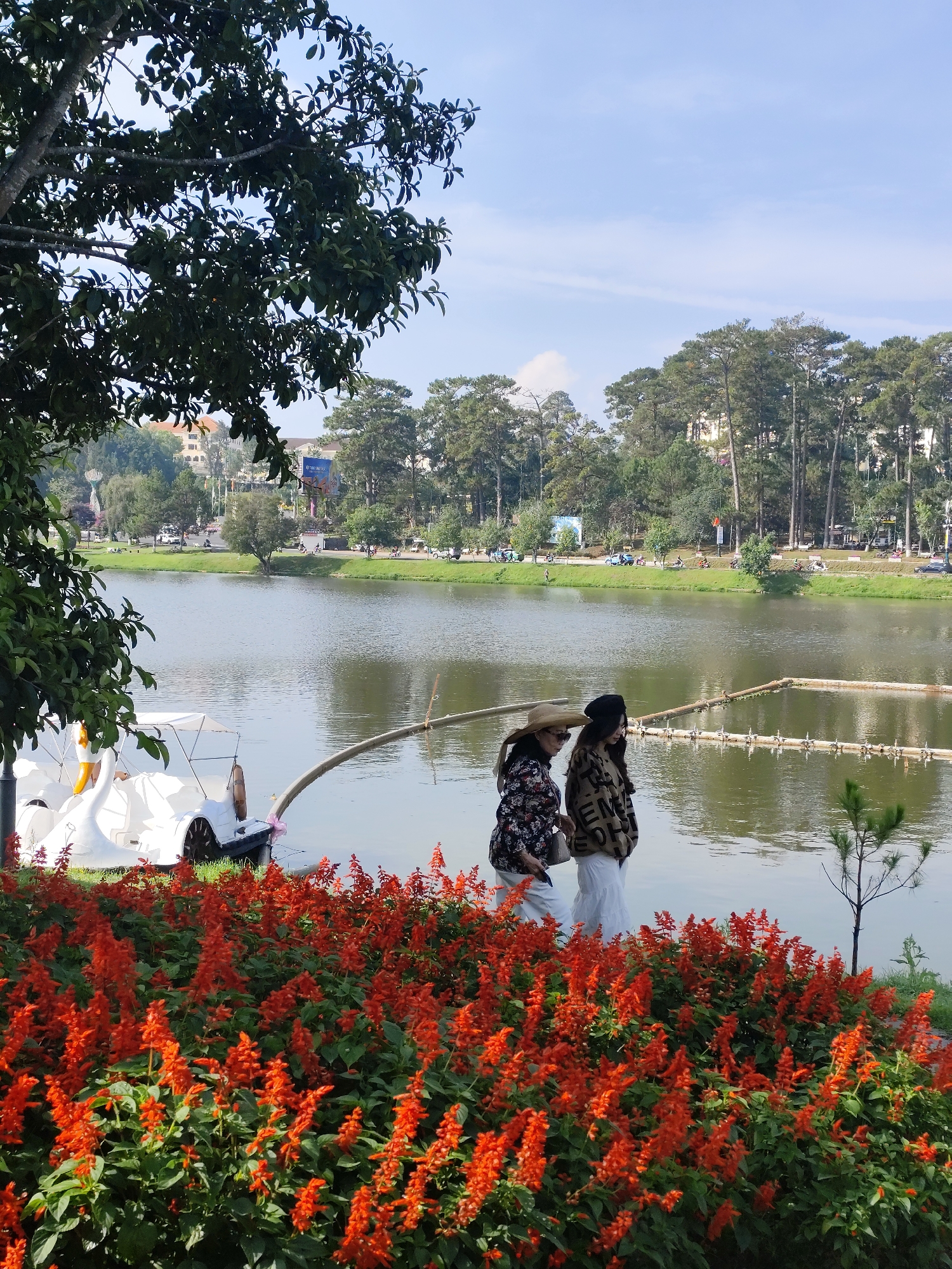 This vibrant image depicts a scenic lakeside view in Da Lat, Vietnam, likely Xuan Huong Lake, on a clear day. The foreground is dominated by a dense bed of brilliant red flowers, possibly Salvia splendens, complemented by the dark green foliage of a large tree on the left.
Two women are strolling along the lake's edge in the mid-ground. The woman on the left wears a straw hat, sunglasses, and a patterned top, while the woman beside her has a dark beanie and a light-colored long-sleeved top with visible dark lettering, including "EM". They appear relaxed, enjoying a leisurely walk with their backs partially turned to the camera.
On the calm waters of the lake, several white swan-shaped pedal boats are docked on the left, ready for use. A simple floating barrier made of wooden poles or bamboo is visible further out on the water. The far bank of the lake is lined with a dense forest of tall pine trees, behind which city buildings are visible on a hillside. A road runs along the far bank, with vehicles and people visible, indicating ongoing activity. The sky is bright blue with scattered clouds, suggesting pleasant weather. The overall scene conveys a sense of tranquility and leisure at a popular tourist destination. No other significant text is clearly legible.