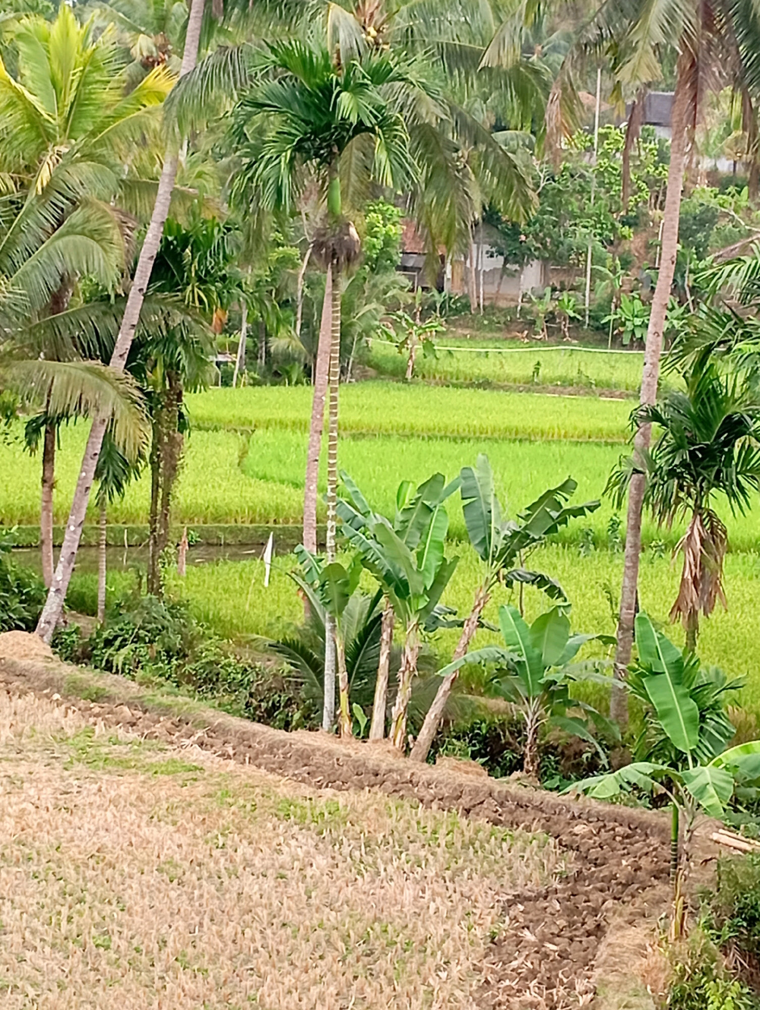 The image depicts a rural landscape in Muncang, Indonesia, characterized by lush vegetation and agricultural fields. In the foreground, a terraced field shows dry, straw-like vegetation, possibly remnants of a harvested crop, with patches of dark, tilled soil. A row of brown earth forms a boundary between this field and the one below. Beyond this, a vibrant green rice paddy stretches across the midground, its undulating surface suggesting cultivation. Numerous palm trees, both young and mature, with their distinctive fronds, punctuate the scene, interspersed with banana trees and dense foliage. The background reveals more greenery and hints of distant structures, suggesting a settled rural area. A white flag or marker is visible in the rice paddy, possibly indicating a boundary or point of interest. No people are visible in the image. The overall impression is one of a tranquil, agriculturally active rural environment in Indonesia.