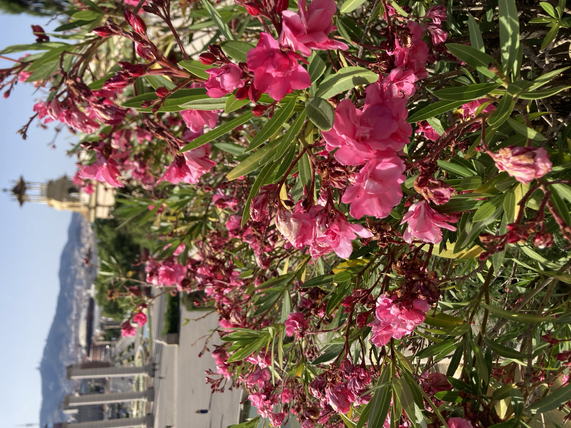 This media file is a vertical, close-up photograph of a cluster of vibrant pink oleander flowers and their green, lance-shaped leaves. The flowers are in various stages of bloom, with some fully open and others still in bud. The lighting suggests it is daytime, with the sun casting shadows and highlighting the textures of the petals and foliage.
In the background, out of focus, is a panoramic view of Barcelona, Spain. A distinct landmark, likely a tower or steeple, is visible to the left. The cityscape stretches out with buildings and infrastructure, suggesting an urban setting. Further in the distance, a large mountain or hillside dominates the horizon, partially shrouded in haze. The clear, bright sky indicates fair weather. The overall impression is one of natural beauty juxtaposed with an urban landscape, bathed in warm daylight. No text is visible in the image.