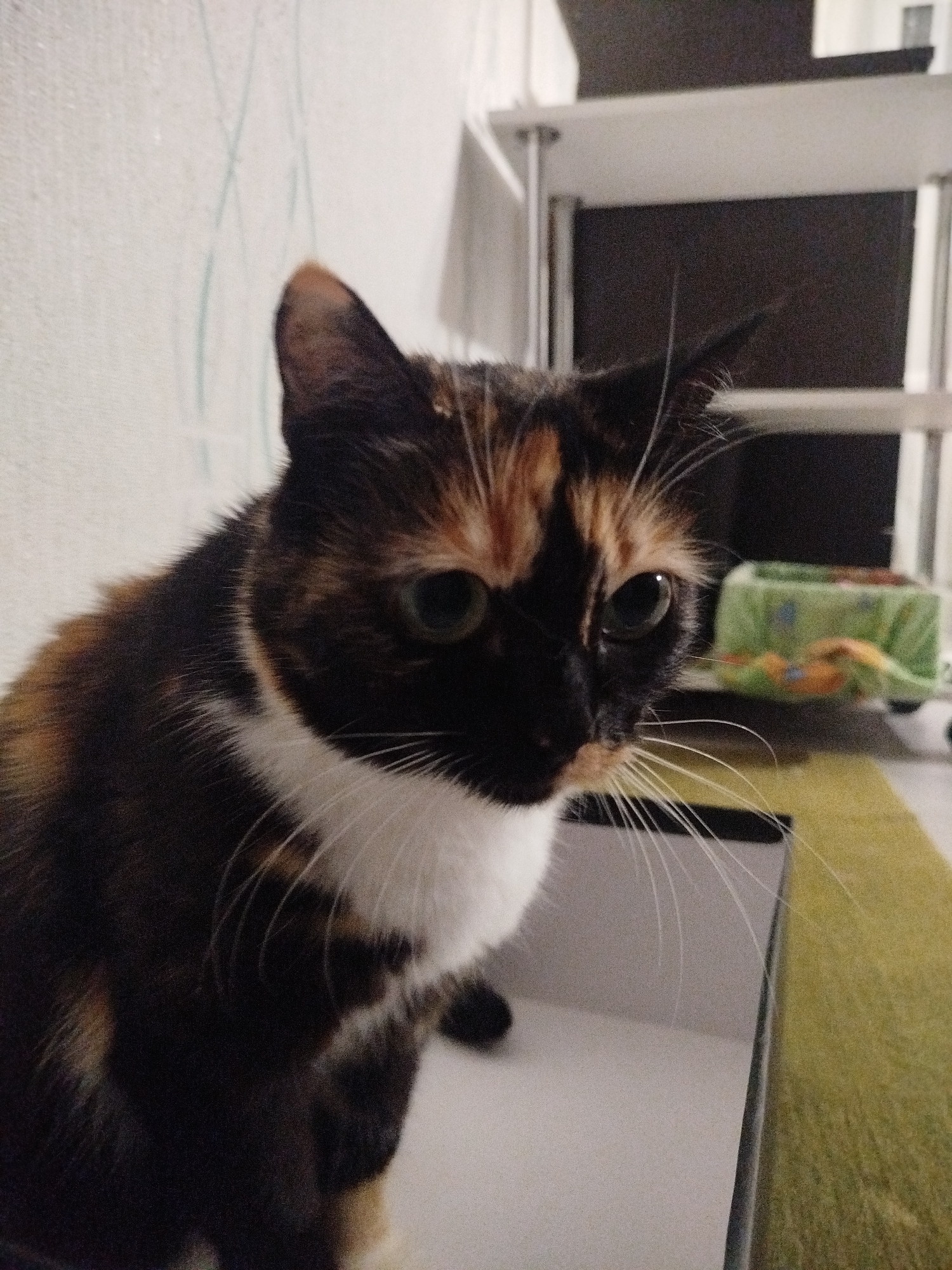 A close-up, eye-level shot features a calico cat, predominantly black, orange, and white, seated or standing within a dark-edged container or box. The cat is positioned in the lower-left to central frame, with its head turned slightly to the right, looking downwards and to the right with an alert expression. Its eyes are a bright green, and long, white whiskers extend prominently from its muzzle. The cat has a white chest and part of its face, with patches of black and orange fur covering the rest of its head and body.
The background on the left consists of a light-colored, possibly off-white wall, which shows faint, light green, scribbled markings. To the right of the cat, a multi-tiered shelving unit is visible, with light-colored shelves and darker areas behind them. On one of the lower shelves of this unit, a blurry green object, possibly a toy or small container, is discernible. The overall lighting suggests an indoor setting, likely with artificial illumination. No text is visible in the image.