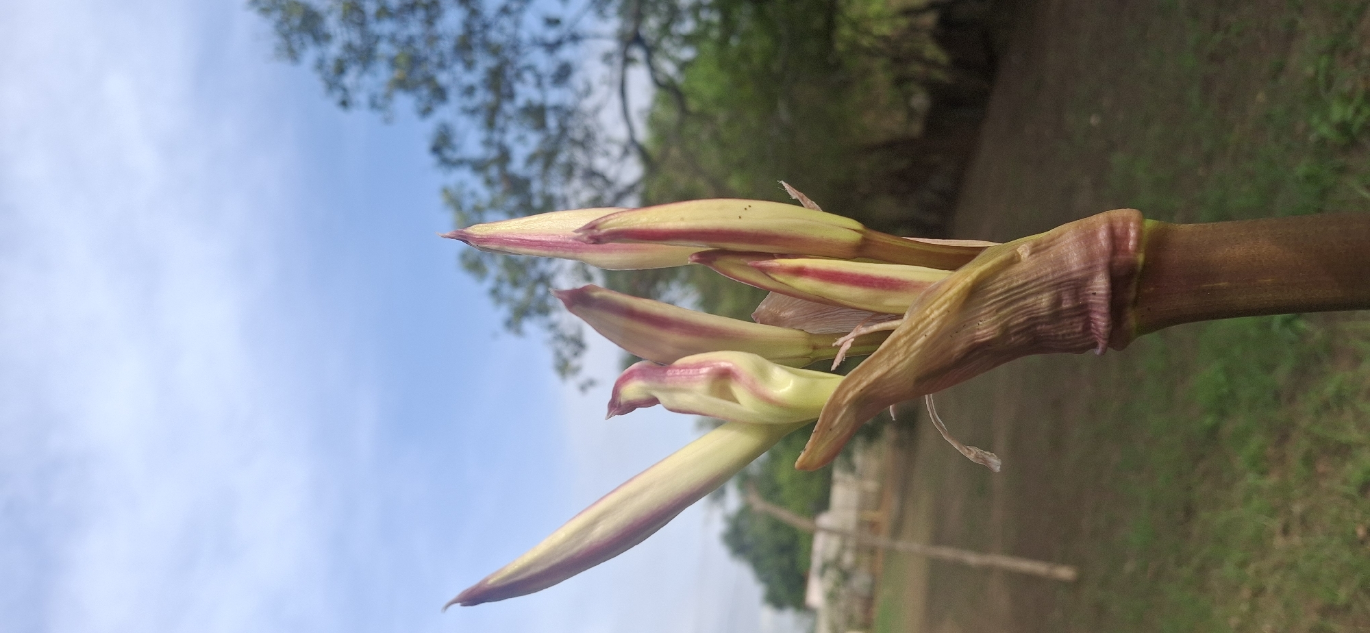 The image depicts a close-up of several amaryllis buds emerging from a thick, brown stalk. The buds are predominantly pale green with distinct red stripes running along their length. Some of the outer layers appear dry and papery.
In the background, there is a blurry view of trees and grass suggesting an outdoor setting. The sky, visible in the upper left corner, is a light blue with some cloud cover. While the specific location in Vallecito, Venezuela cannot be determined from the image, the presence of these types of plants and scenery are common to the area.