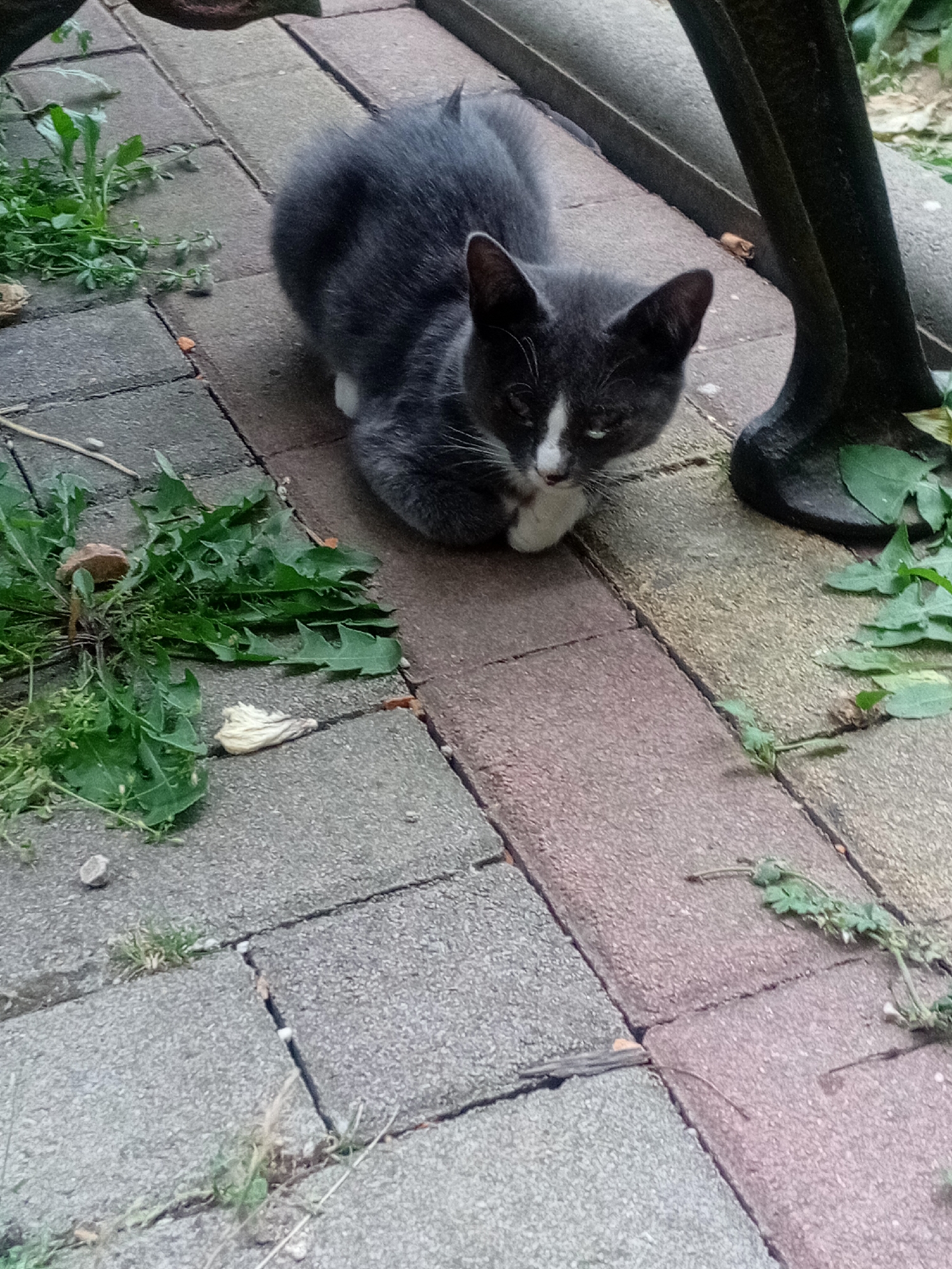 A medium shot captures a young, grey and white cat curled up on a paved outdoor surface. The cat is positioned centrally, facing slightly to the right, with its paws tucked underneath its body. Its fur is predominantly grey with white markings on its chest and face. The paved area is composed of interlocking rectangular stones, some grey and some reddish-brown. Green vegetation, appearing to be weeds and grass, grows in patches between the stones and around the cat. In the background, a dark, heavy object, possibly a metal table leg or support, is visible on the right side. The scene suggests an outdoor setting, likely a garden or patio, within the city of Tiachiv, Ukraine.