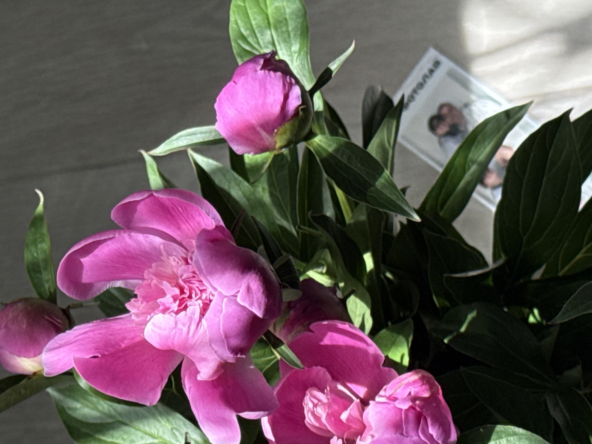 A close-up shot of several pink peonies, in various stages of bloom, including both open flowers and buds. The peonies are surrounded by green leaves, some of which are in shadow. In the background, partially obscured by the leaves, is a card or document with an image of two figures, possibly people. The lighting is strong, casting shadows across the scene. The location is Chaikovsky, Russia is not ascertainable from the image.