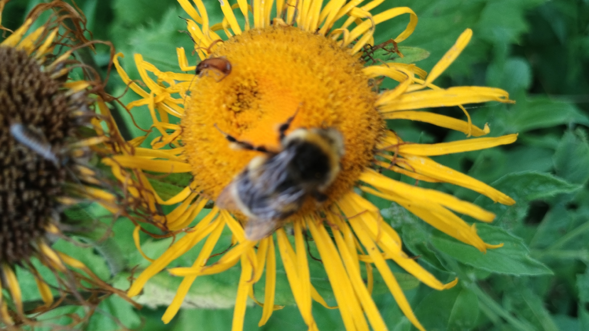 A close-up, top-down, slightly angled shot shows two yellow, daisy-like flowers. The flower in the foreground is in focus and has a brown, fuzzy center surrounded by bright yellow petals. A bumblebee with black and yellow stripes is in the center of the foreground flower, with its legs and proboscis extended as it gathers pollen. To the right of the bumblebee, on the flower's center, is a small, reddish-brown insect with a hard shell. The second flower, out of focus, is positioned above and slightly behind the foreground flower and has a darker, more fibrous center with wilting petals. The background consists of blurred green leaves. The scene appears to be outdoors, with the flowers likely growing in a garden or natural setting.
