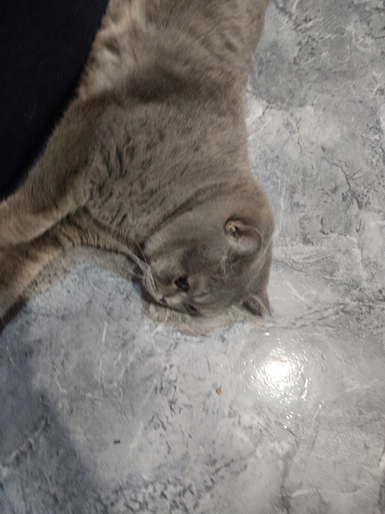 A grey cat is lying on a grey marble-patterned floor. Part of a dark-colored garment is visible to the left of the cat. There is a shiny reflection on the floor. The location is Unknown, Unknown.