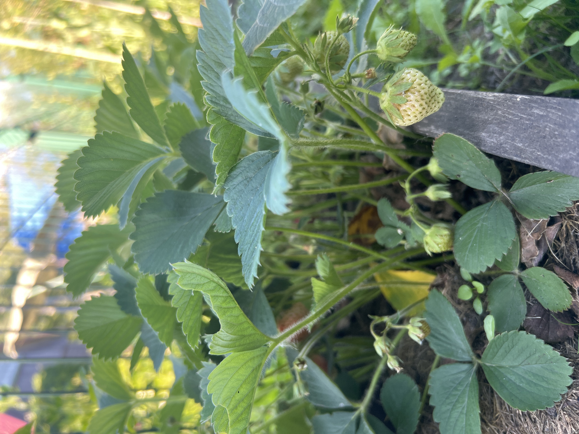 This is a close-up, eye-level, outdoor photograph taken in Mochische, Russia. The subject is a strawberry plant in a garden bed. The plant is lush with vibrant green leaves and several small, unripe strawberries, some of which are pale green and white. In the foreground, a weathered piece of gray wood, possibly a border for the garden bed, is visible. The background is blurred, showing hints of a fence and foliage in a sun-dappled environment. The overall impression is one of natural growth and the early stages of fruit development.
