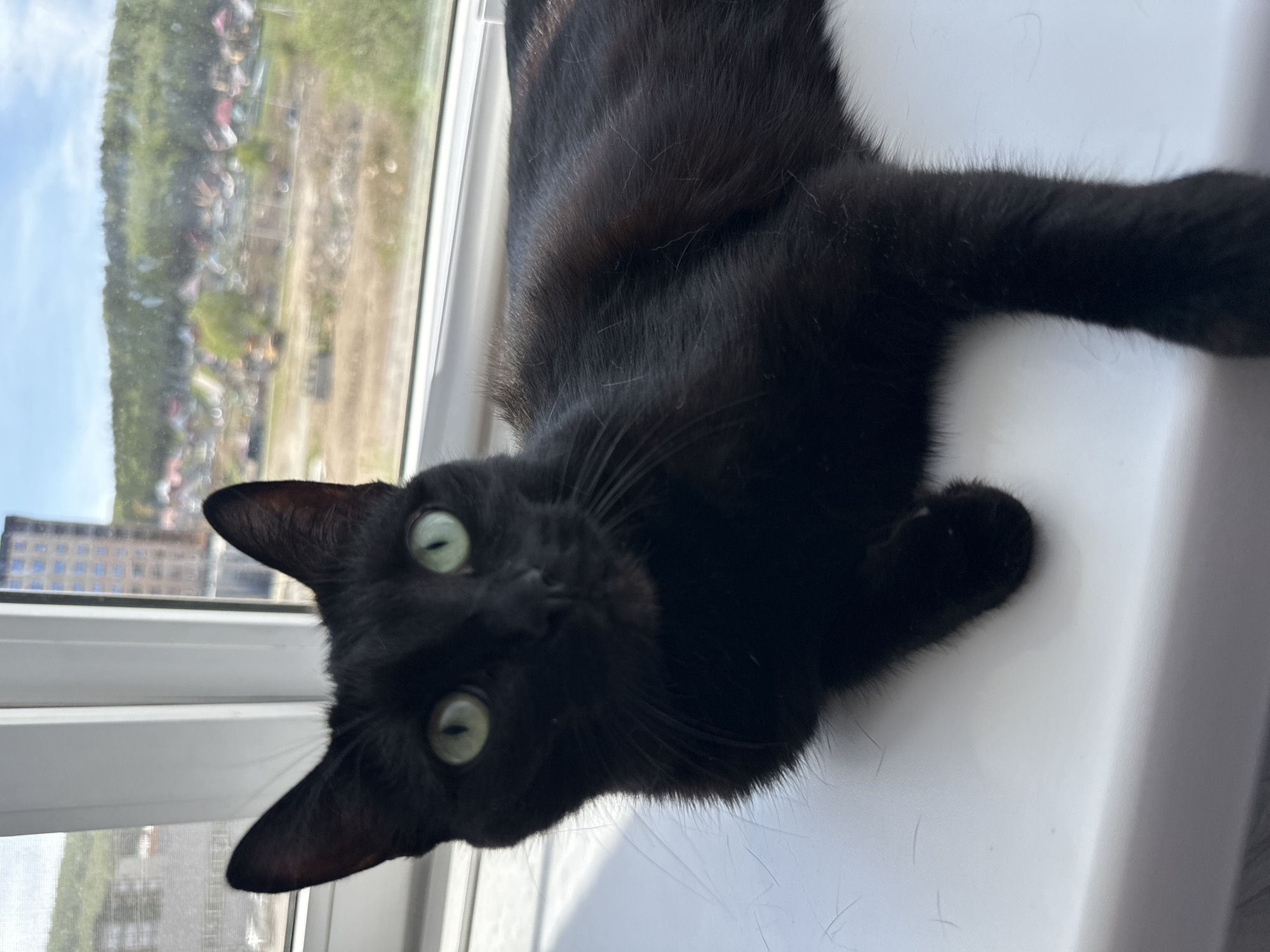 A black cat with green eyes lies on a white windowsill. Outside the window, a blurry cityscape is visible, featuring trees, fields, and a building with blue balconies.