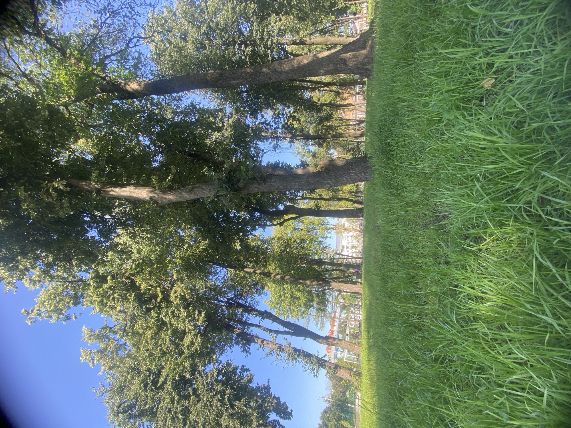 The image captures a sunlit park scene in Novomoskovsk, Russia. In the foreground, a dense expanse of green grass fills the lower half of the frame. Behind the grass, a line of mature trees with lush green foliage stands tall, their trunks visible. Sunlight filters through the leaves, creating dappled light. In the background, buildings are visible, suggesting an urban setting adjacent to the park. The sky is a clear, bright blue. There are no people or animals depicted in the image.