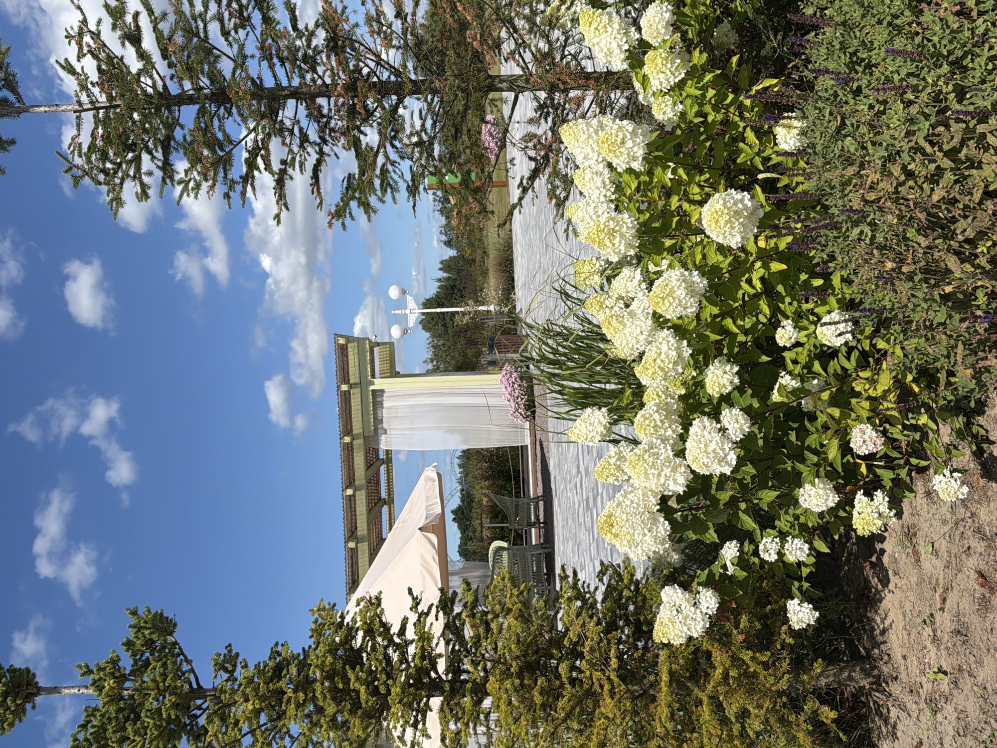 This image captures a sunny outdoor scene in Severynivka, Ukraine. In the foreground, a lush bush of white hydrangeas is in full bloom, with smaller purple flowers in the lower right portion of the frame. Behind the flowers, a paved patio area is visible, leading to a covered gazebo or pergola structure. Two green wicker chairs and a table are set up under the canopy of the gazebo, which is draped with sheer white curtains. To the left, a tall evergreen tree stands next to a lighter-colored coniferous tree. In the background, more trees and greenery extend into the distance under a bright blue sky dotted with white, fluffy clouds. A white lamppost with two globe lights is positioned near the gazebo. The overall impression is a serene and well-maintained outdoor seating or event space, typical of a park or a recreational area in Severynivka.