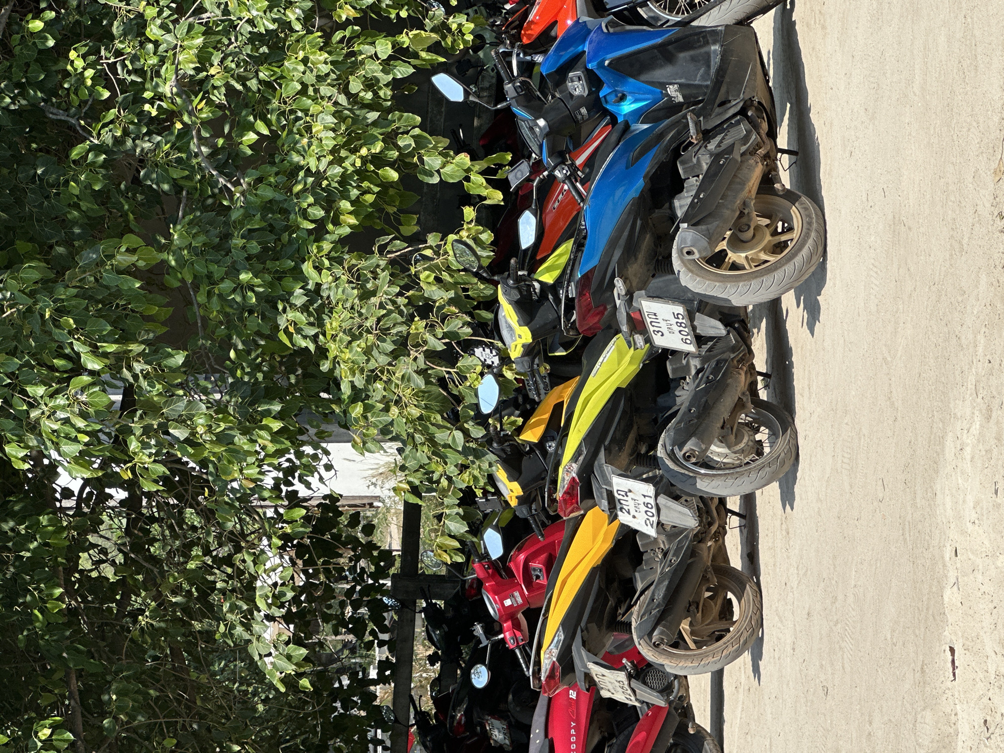 The image shows a parking area with a row of motorbikes of various colors, including red, blue, yellow, and black. The motorbikes are parked adjacent to a tree with dense green foliage. The parking area appears to be paved. License plates are visible on the motorbikes. Based on the license plate style, the location is likely in Thailand. Based on the possible license plates and the parking of many bikes, it is in Pattaya City, Thailand.