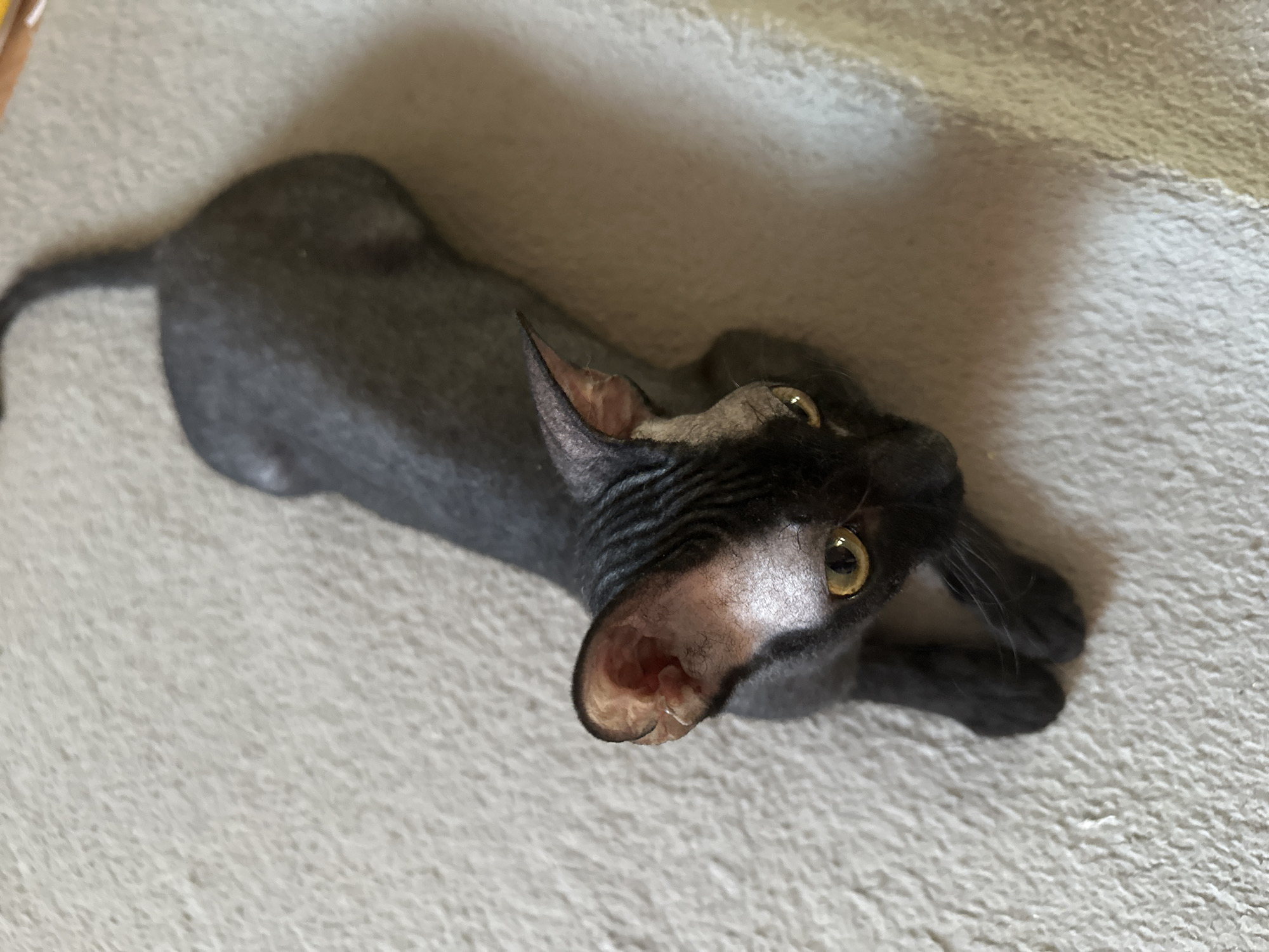 A domestic cat lies on a light-colored, textured surface, possibly a rug or blanket. The cat has dark skin, a slender body, and large ears. Its eyes are open and focused upwards. The location is identified as Chaikovsky, Russia, but there is no evidential basis for this claim present within the image. There are no other subjects, objects, or actions visible in the image.