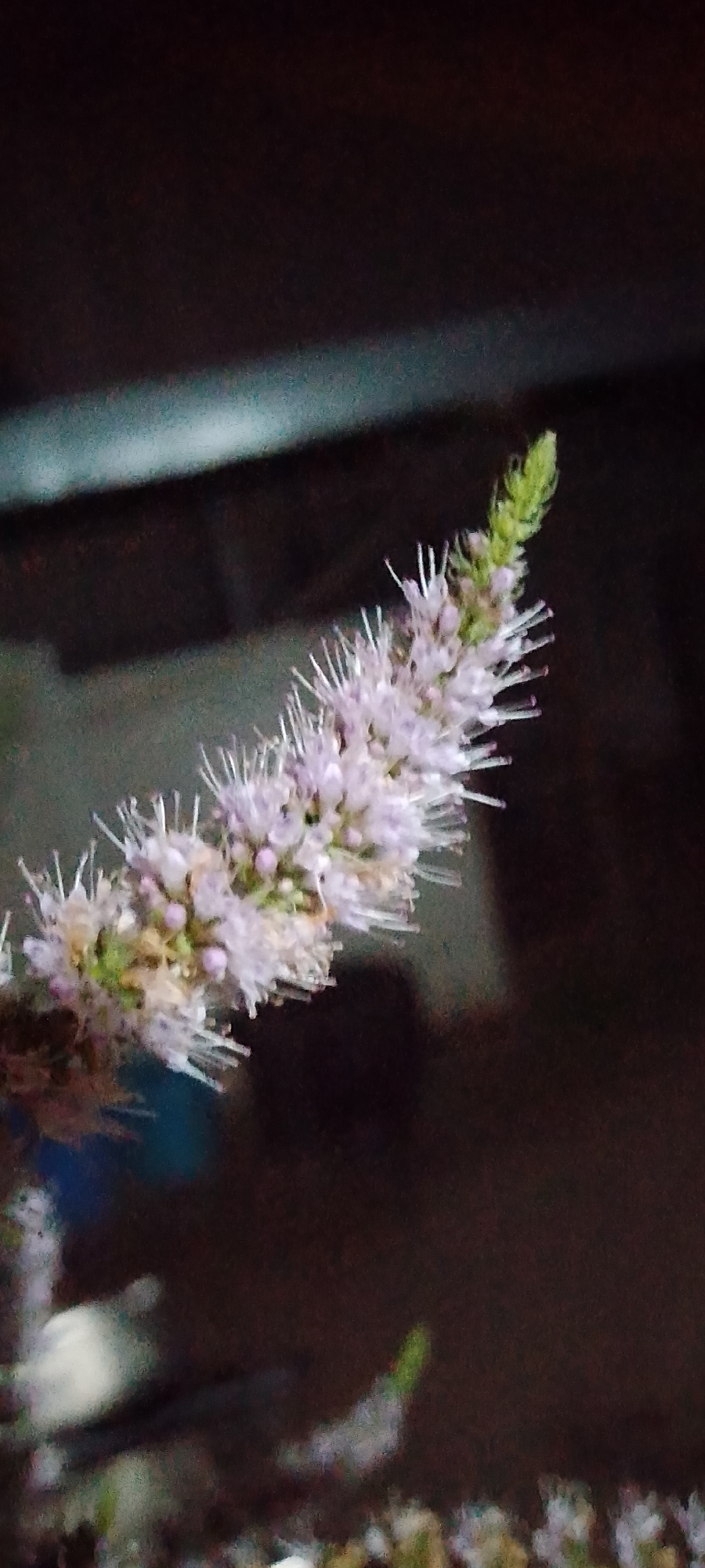 The image shows a close-up of a flowering plant, likely a mint variety, with small, pale purple flowers and a green bud at the tip of the spike. The background is dark and out of focus, suggesting an indoor or shaded outdoor environment. There are some blurred shapes and colors in the lower part of the image, which could be other plants or objects. No specific location in Belgorod, Russia can be identified from this image. The scene is static and devoid of human presence or activity.
