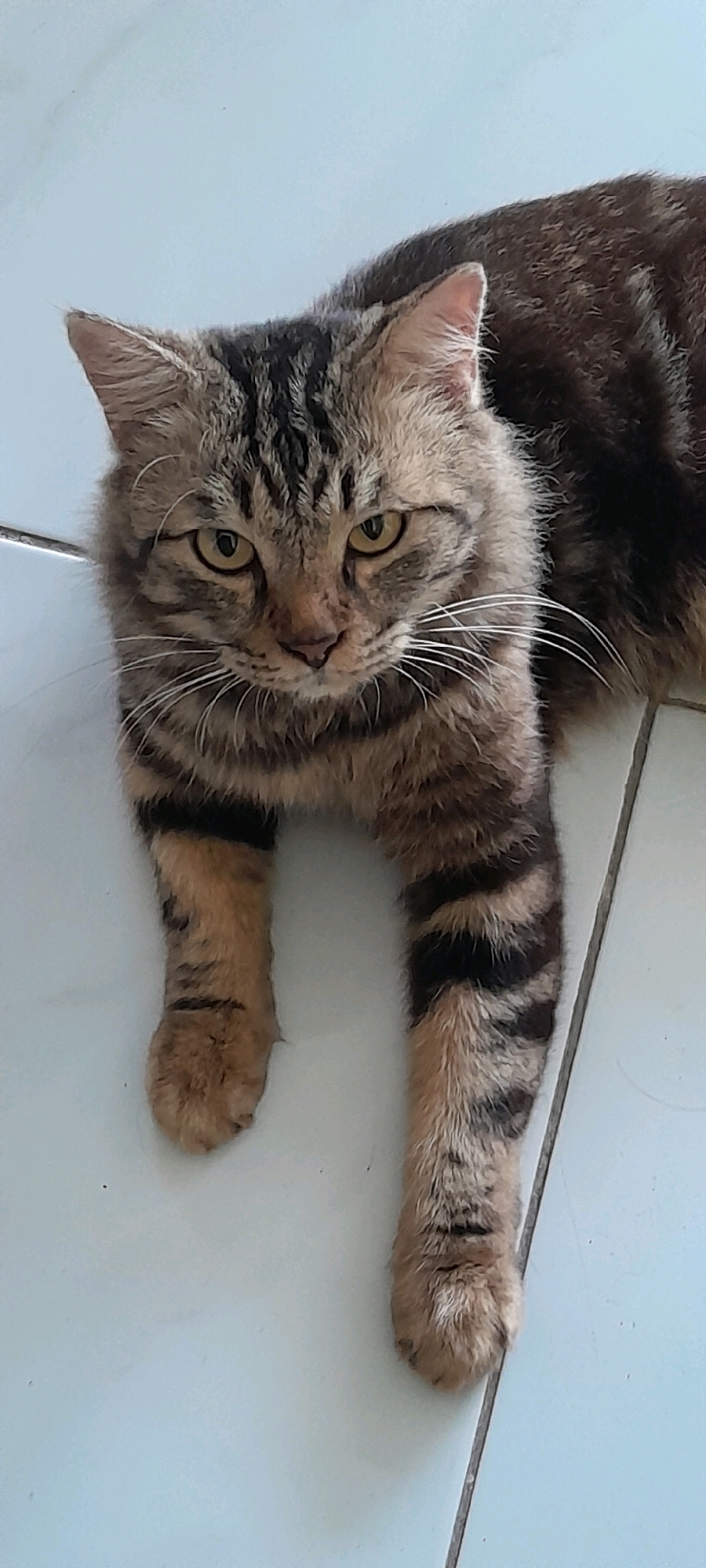 A tabby cat is lying on a light blue tiled floor, with its front paws extended. The cat is facing the camera, with its head slightly tilted. Its fur is a mix of brown, black, and gray stripes. The cat's eyes are yellow and appear to be looking directly at the viewer. The background consists of the tiled floor, with grout lines visible. The lighting appears to be natural, coming from above. The location is identified as Bendungan, Indonesia.
