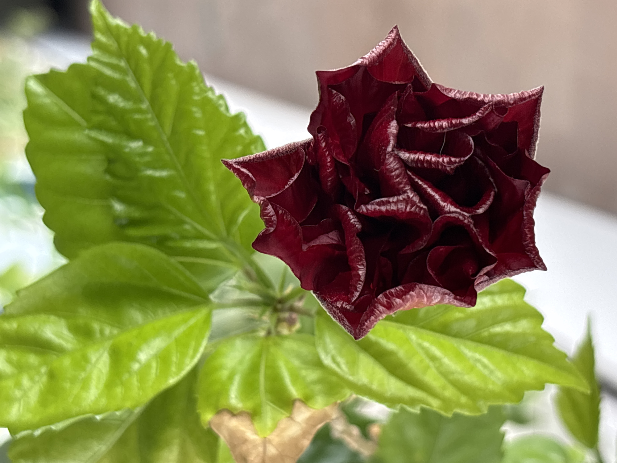 The image shows a close-up view of a deep red hibiscus flower bud and bright green hibiscus leaves. The flower bud is tightly closed, with ruffled petals and a lighter colored edge. The leaves are large and glossy, with visible veins. One leaf on the left appears to be drying and has turned brown. The background is a soft, neutral color, likely a wall or blurred environment, with some light reflecting. The scene appears to be an indoor plant, likely in a domestic setting, with no discernible elements to indicate a specific location in Khimki, Russia. The lighting suggests it is daytime, possibly near a window.