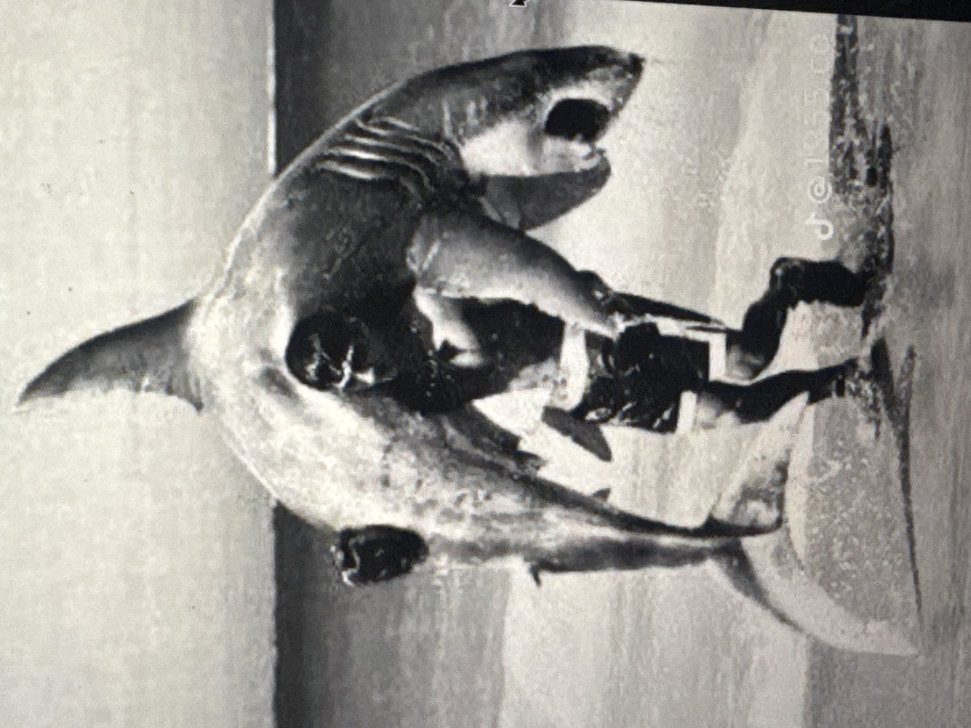 A black and white, low-resolution image depicts a man in athletic shorts and shoes running through shallow water. He is carrying a large shark over his shoulders. The shark's mouth is open, revealing its teeth, and its tail extends behind the man. The background is indistinct, suggesting a beach or shoreline. A TikTok watermark is visible in the lower right corner. This image is not depicted in the city of Kuta Selatan, Indonesia.