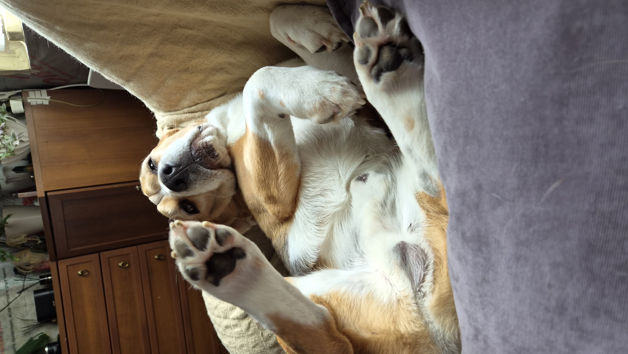 A dog is lying on its back in Timokhovo, Russia. The dog has white and tan fur and is positioned on a beige fabric, with brown cabinets visible in the background. Part of a purple fabric is visible on the right side of the image. The scene is indoors.