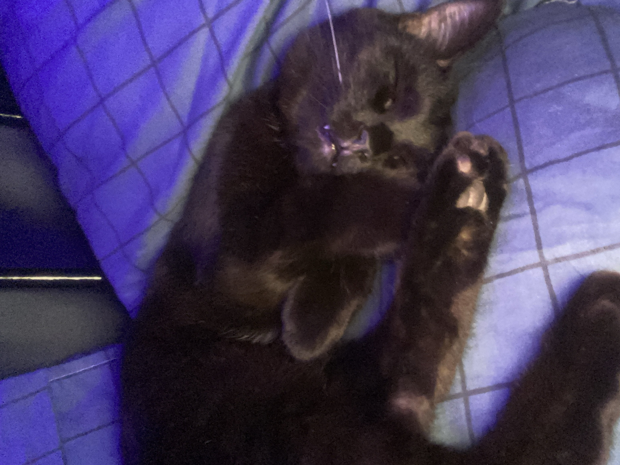 A black cat is sleeping on a blue, checkered bedspread. The cat is curled up with its paws near its face, and a white string is visible near its mouth. A bed frame is visible in the background. The location is unknown, and there is no indication that the photograph was taken in Izhevsk, Russia.