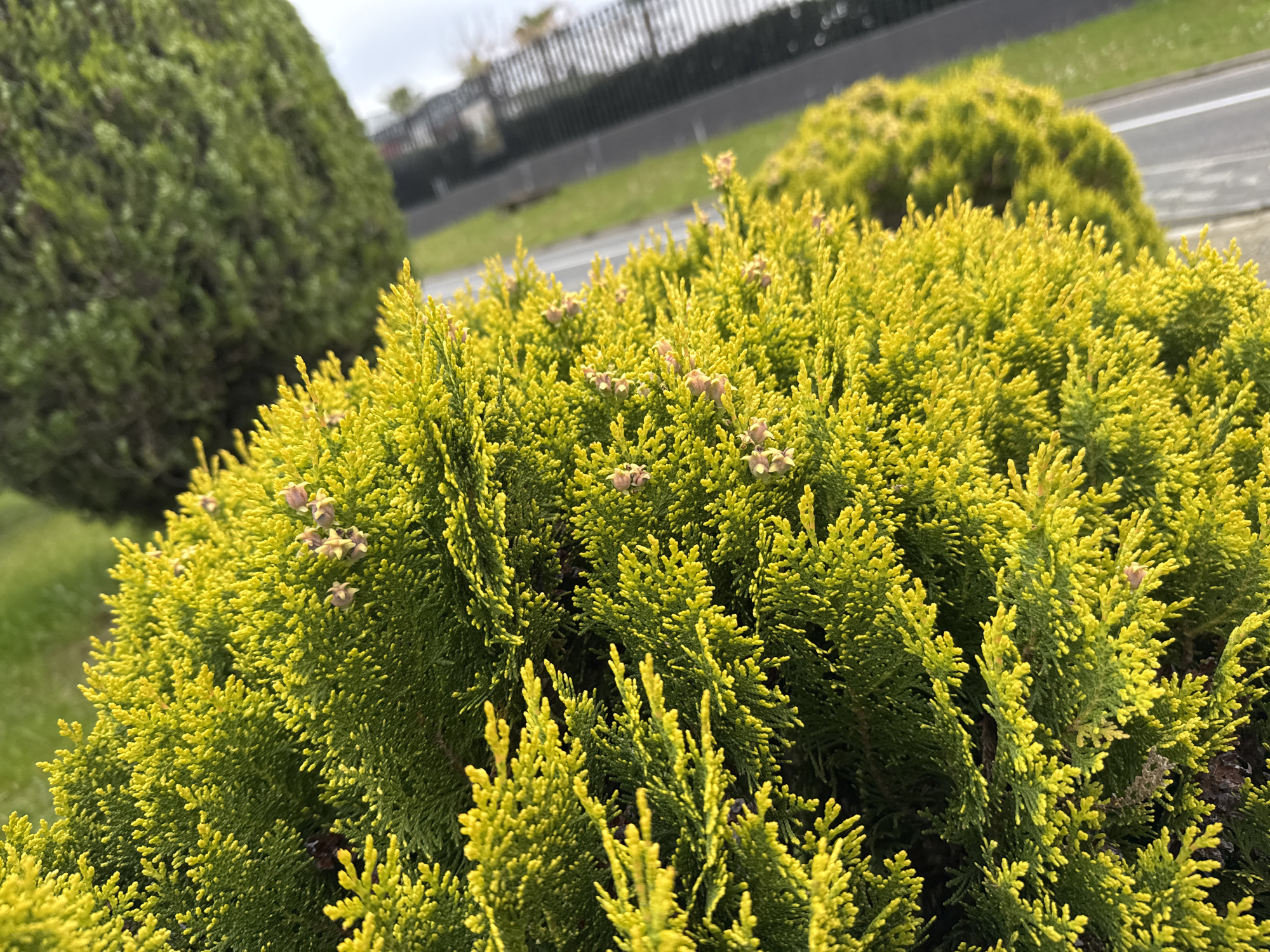 The image features a vibrant, yellowish-green coniferous shrub in the foreground, characterized by dense, scale-like foliage. Scattered across its branches are numerous small, light brown, star-shaped structures, which appear to be developing seed cones or flower buds.
In the blurred background to the left, a larger, darker green, conically shaped coniferous shrub or tree is visible. Further back, a paved road or pathway with a faint white line diagonally traverses the scene. Beyond the road, a dark metal fence with vertical bars extends across the mid-ground, separating the planted area from a grassy patch and indistinct, distant structures. The sky is overcast, suggesting a cloudy daytime. The scene depicts a static, outdoor, landscaped environment, likely a park, garden, or roadside area within Sirius, Russia. There is no visible activity or text.