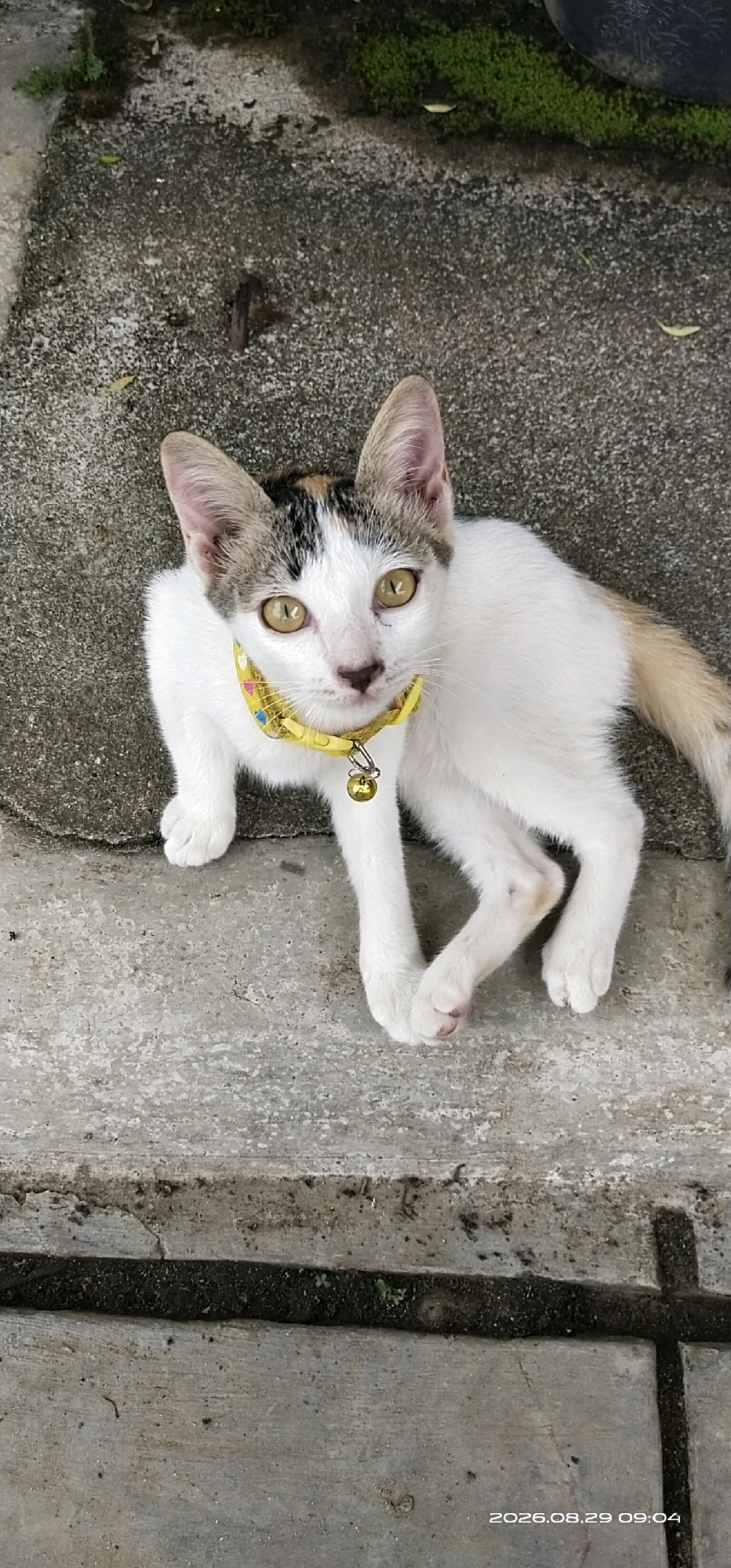 A calico cat with white fur and patches of brown and black on its head and tail is lying on a gray concrete surface. The cat is wearing a yellow collar with a small bell. The background shows more concrete and some greenery. A timestamp in the lower right corner reads "2026.08.29 09:04". This scene is likely a residential outdoor area in Matabu, Indonesia.
