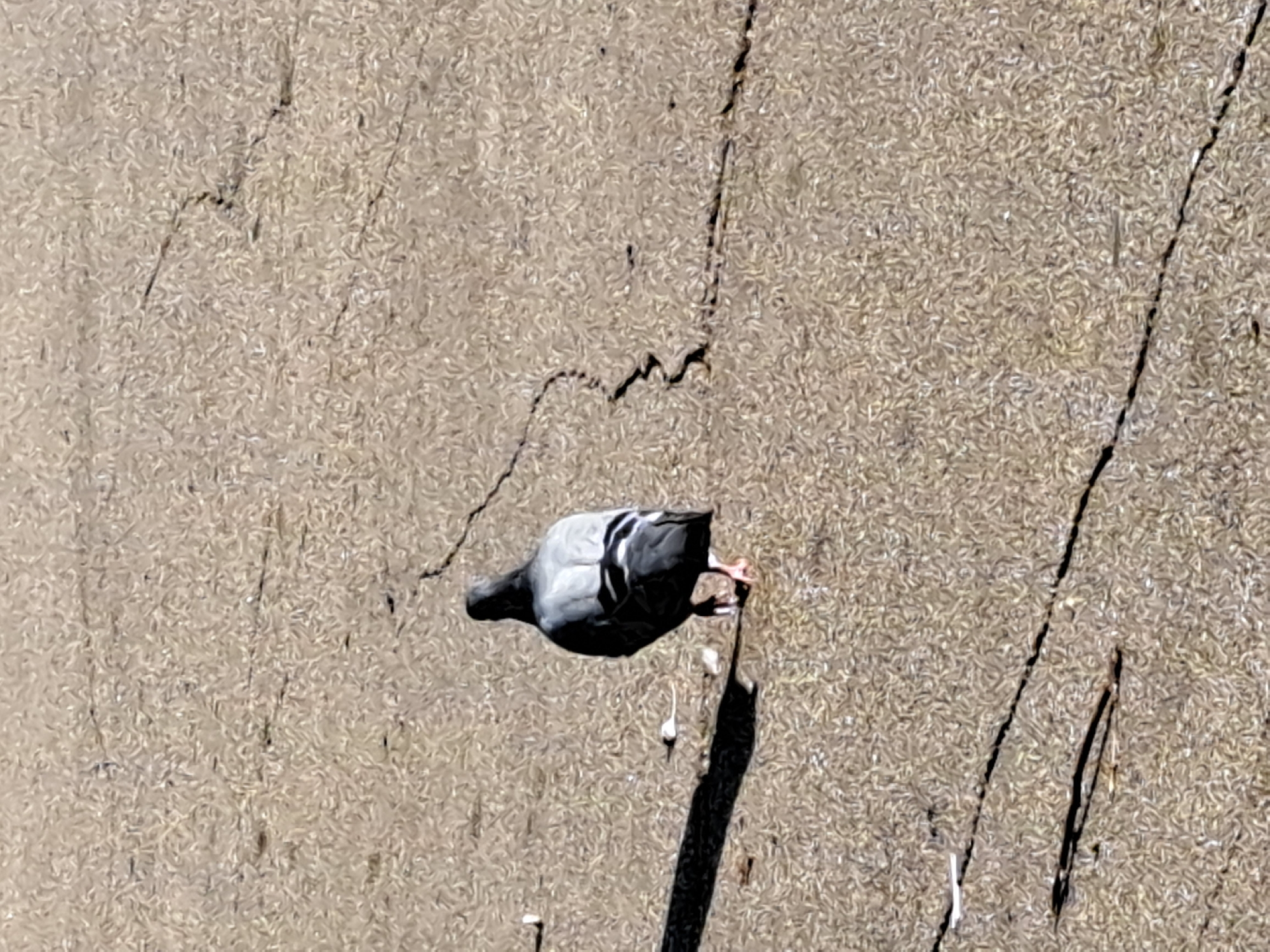 A single pigeon walks away from the camera on a cracked, textured pavement. The pigeon is gray and white with black wing stripes. A shadow is cast to the left of the bird. The scene is outdoors and appears to be a public area.