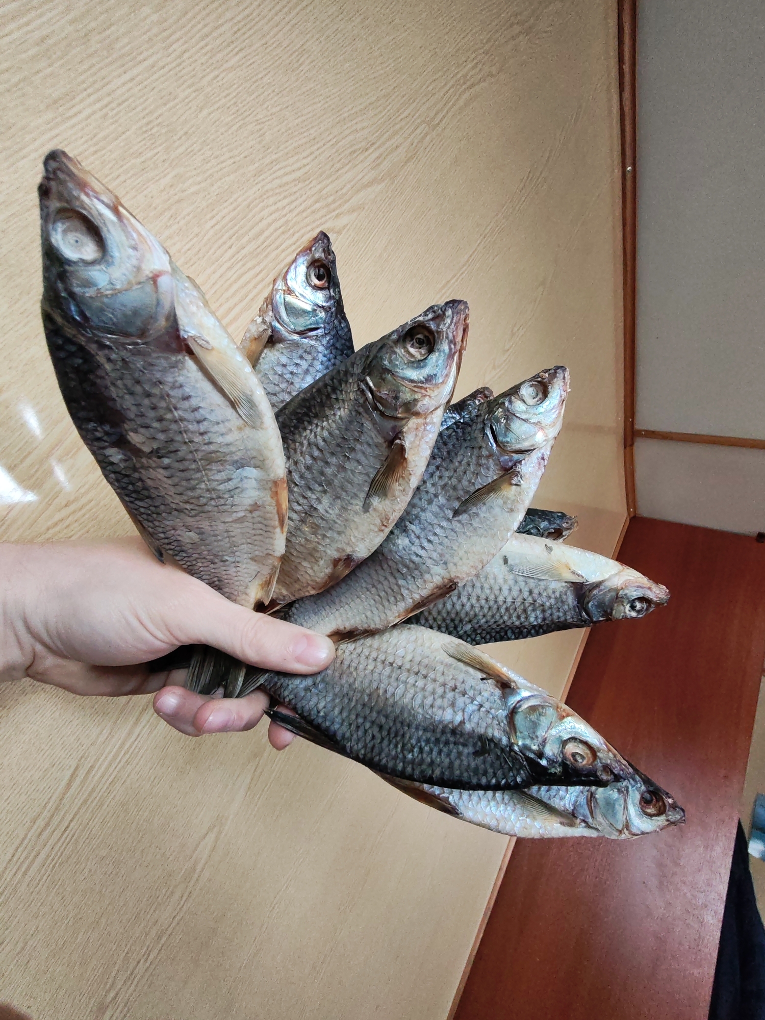 A person's hand is prominently featured in the center of the image, holding a fan-like array of seven dried fish by their tails. The fish appear to be a type of freshwater fish, possibly roach or bream, which are commonly salted and air-dried. Their bodies are stiff and slightly curved, with visible scales ranging in color from silvery-grey to a more muted, dried tone. The eyes of the fish are opaque, characteristic of dried specimens. The hand is fair-skinned and holds the bundle of fish securely, with the fish fanning upwards and outwards from the wrist.
The background consists of two main surfaces. On the left and behind the upper portion of the fish, a light-colored wooden or laminate surface with a subtle grain pattern is visible, resembling a wall or a large piece of furniture. On the right side of the image, a darker brown, polished wooden surface, likely a table or shelf, provides a contrast. A thin, vertical wooden trim separates these two background elements.
The scene takes place indoors, likely within a home environment such as a kitchen or dining area. The activity is the presentation or preparation of these dried fish, which are a traditional and popular snack, particularly in countries like Russia. The image provides no specific cues regarding the time of day or weather. There is no visible text. The provided location context is Rybinsk, Russia, which is consistent with the cultural significance of such dried fish.
